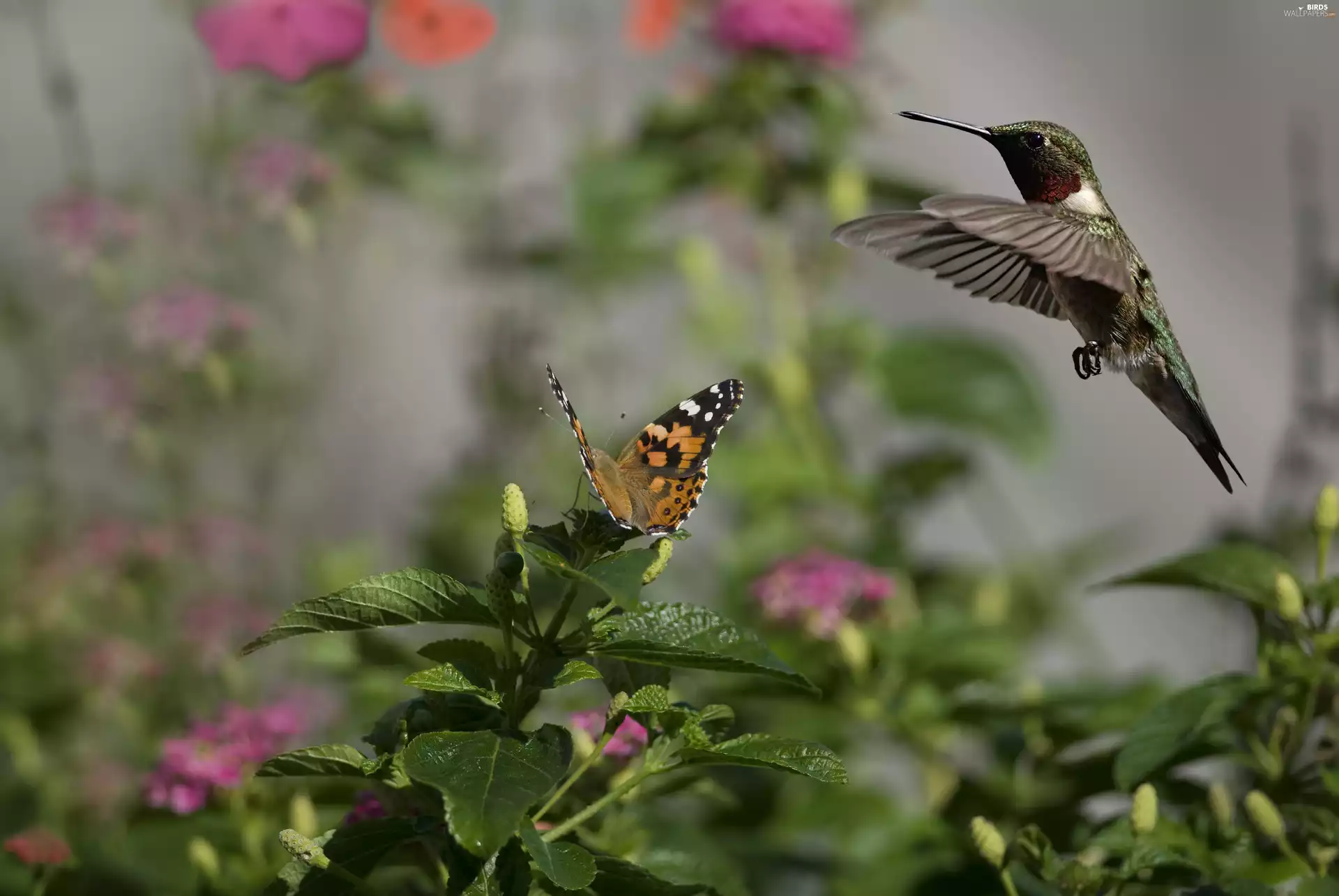 Bird, humming-bird, Leaf, butterfly, plant