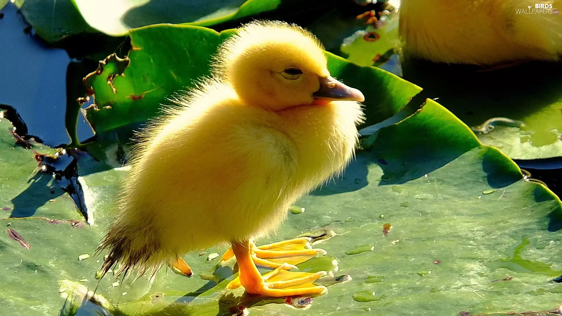 young, leaf, Pond - car, Ducky