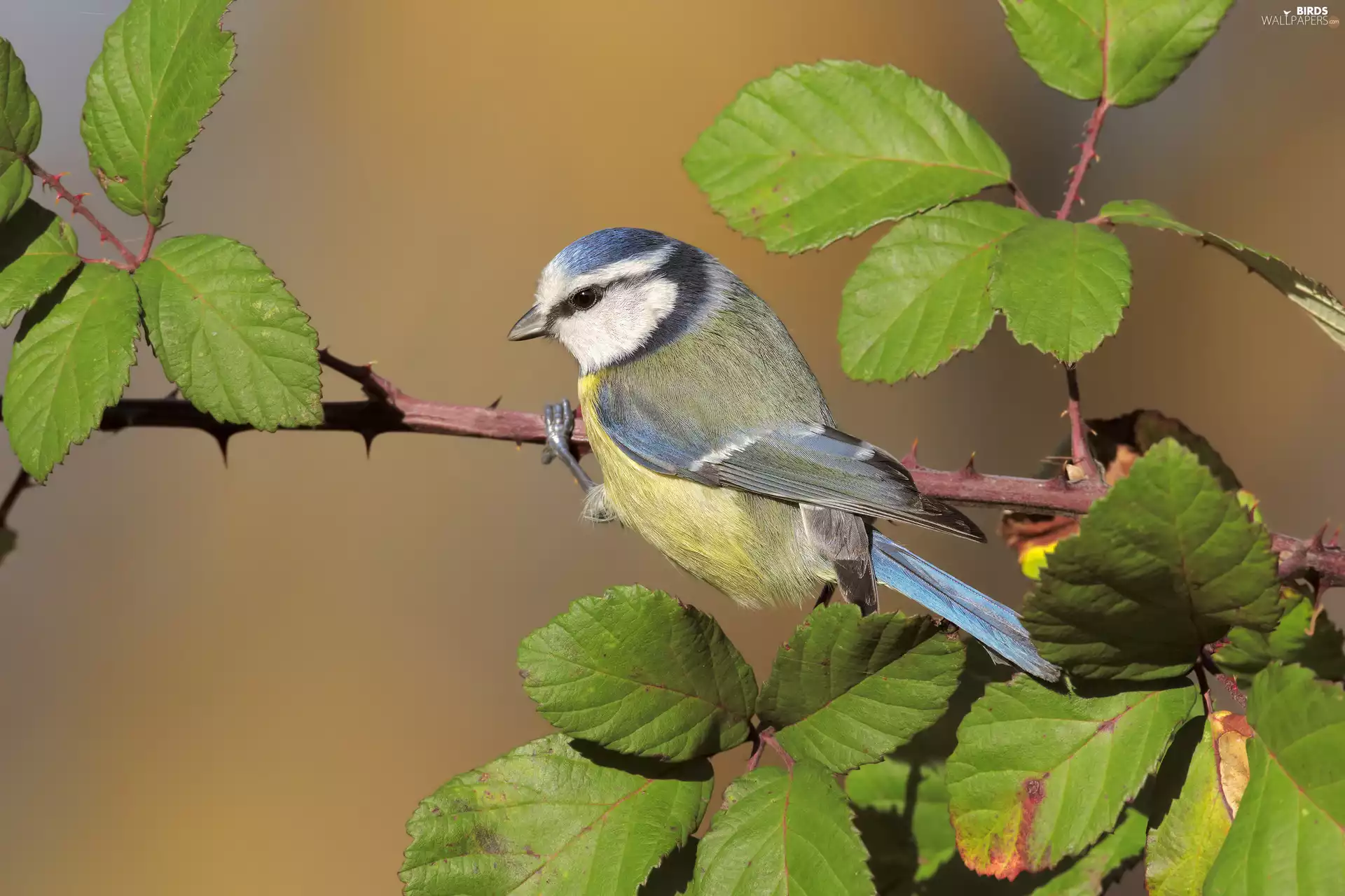 tit, Bird, Spikes, Leaf, branch, Tit Ordinary