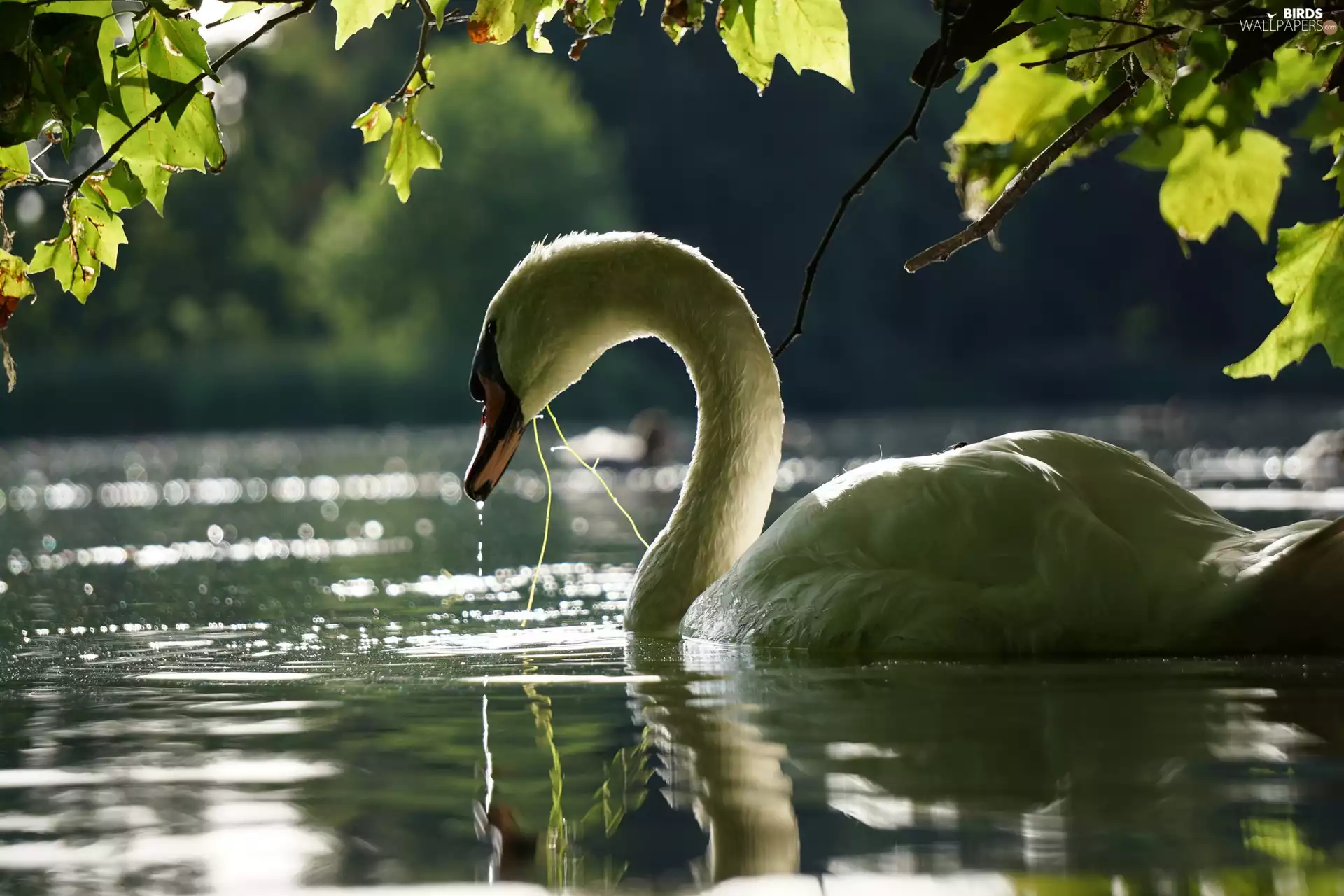 Swans, water, reflection, Leaf