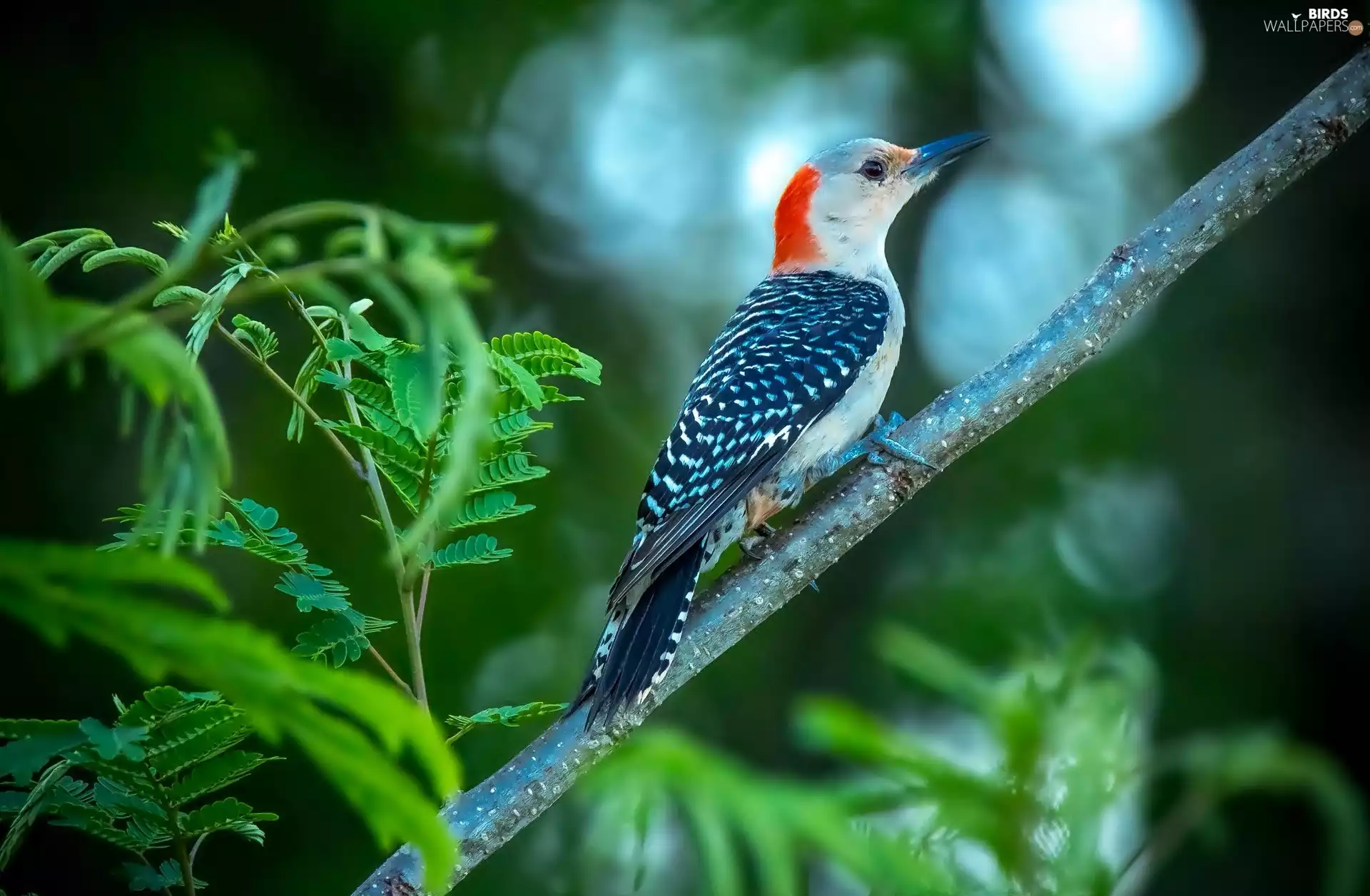 Leaf, woodpecker, twig