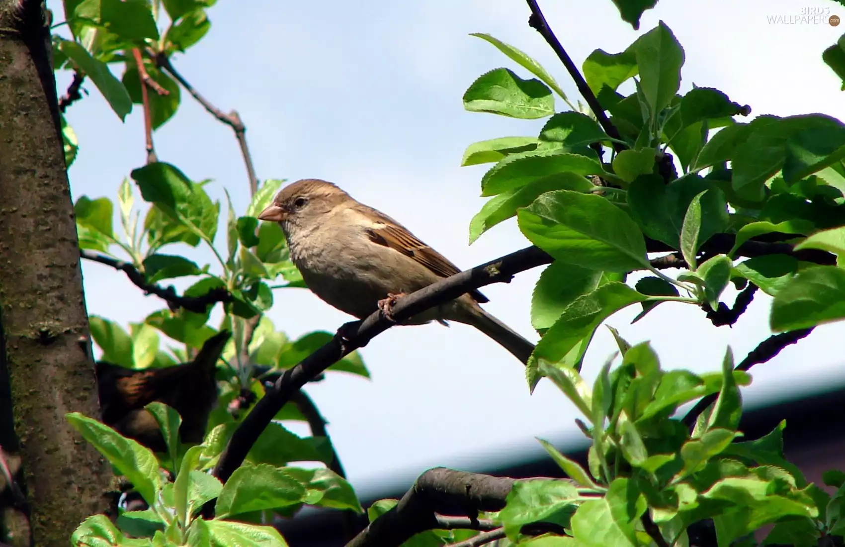 Leaf, sparrow, Twigs