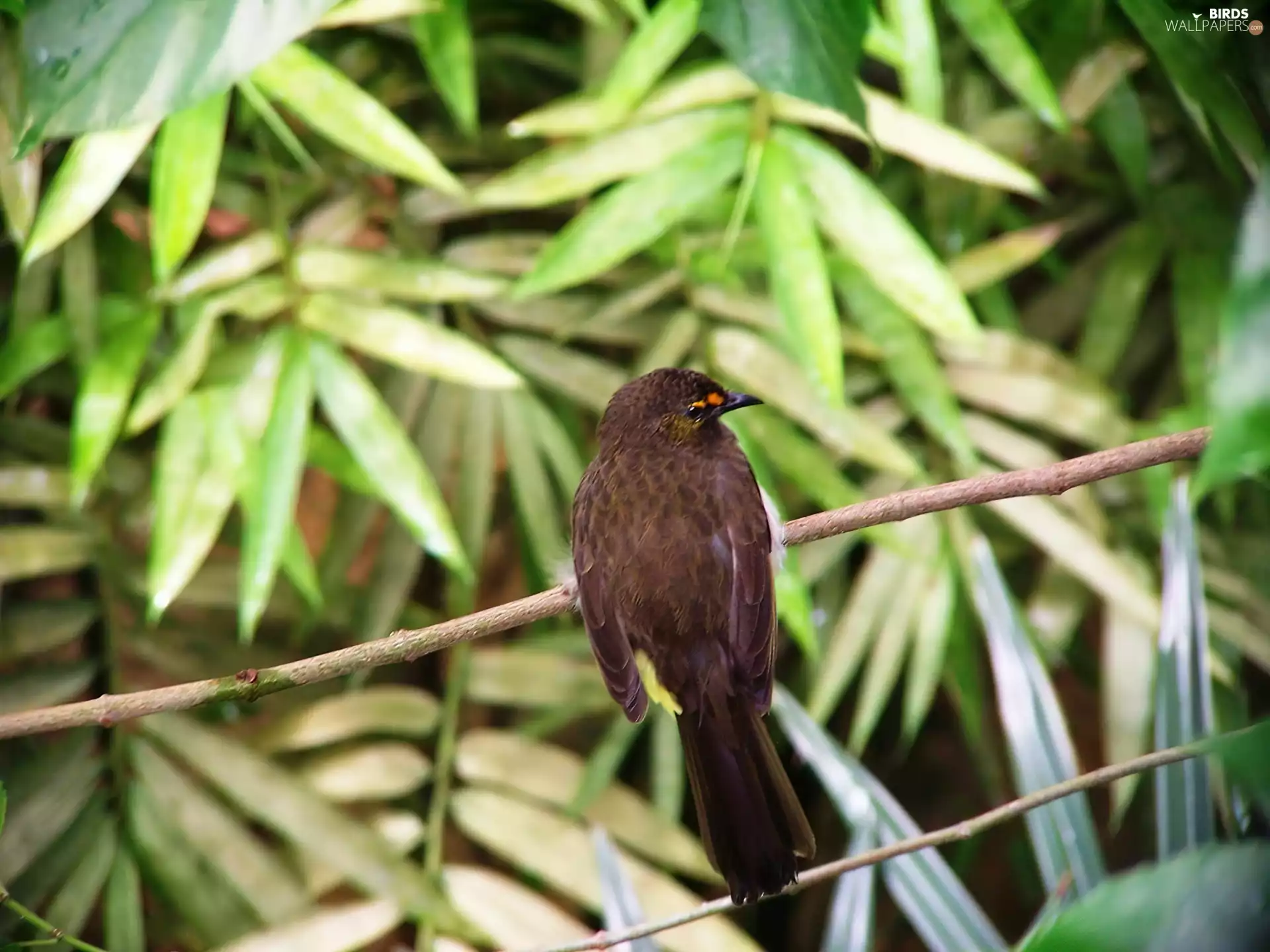 bulbul, Leaf, Twigs, gold superciliary