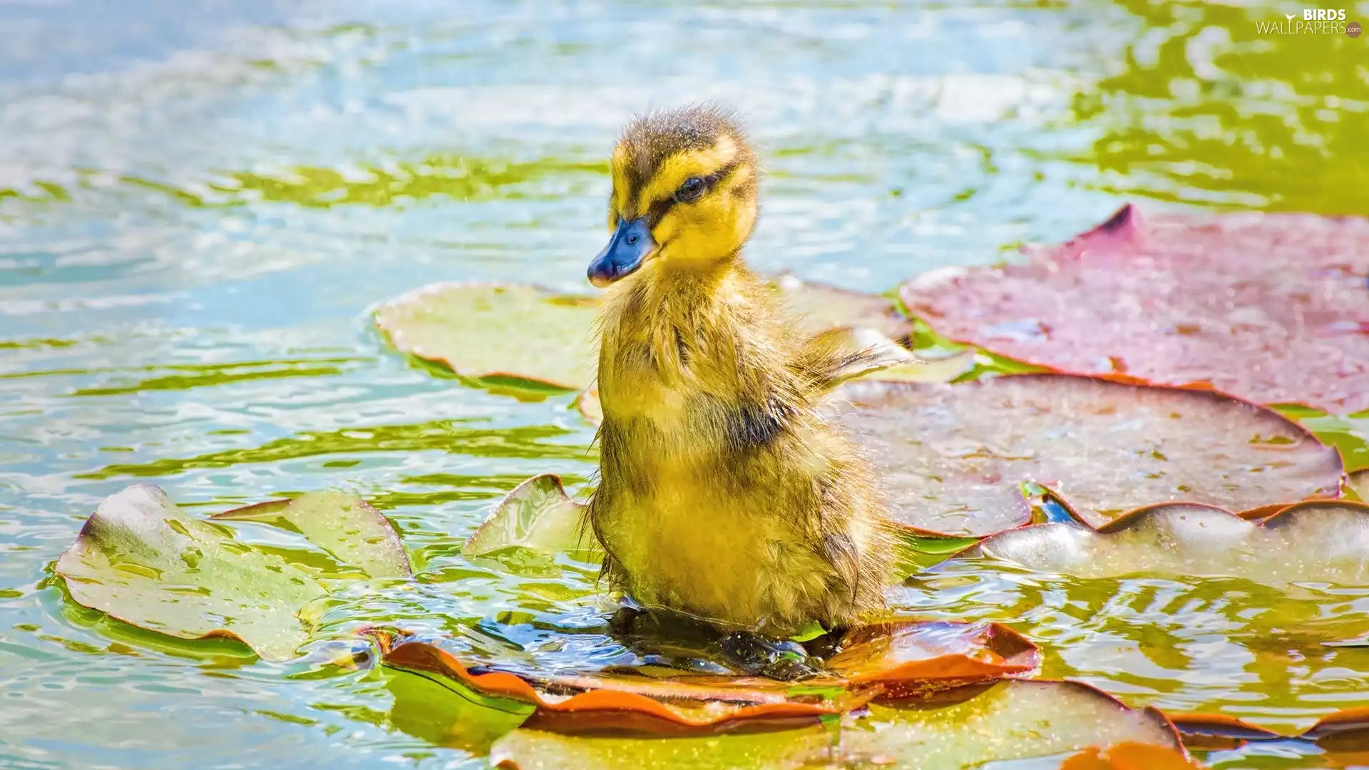 Leaf, duckling, water