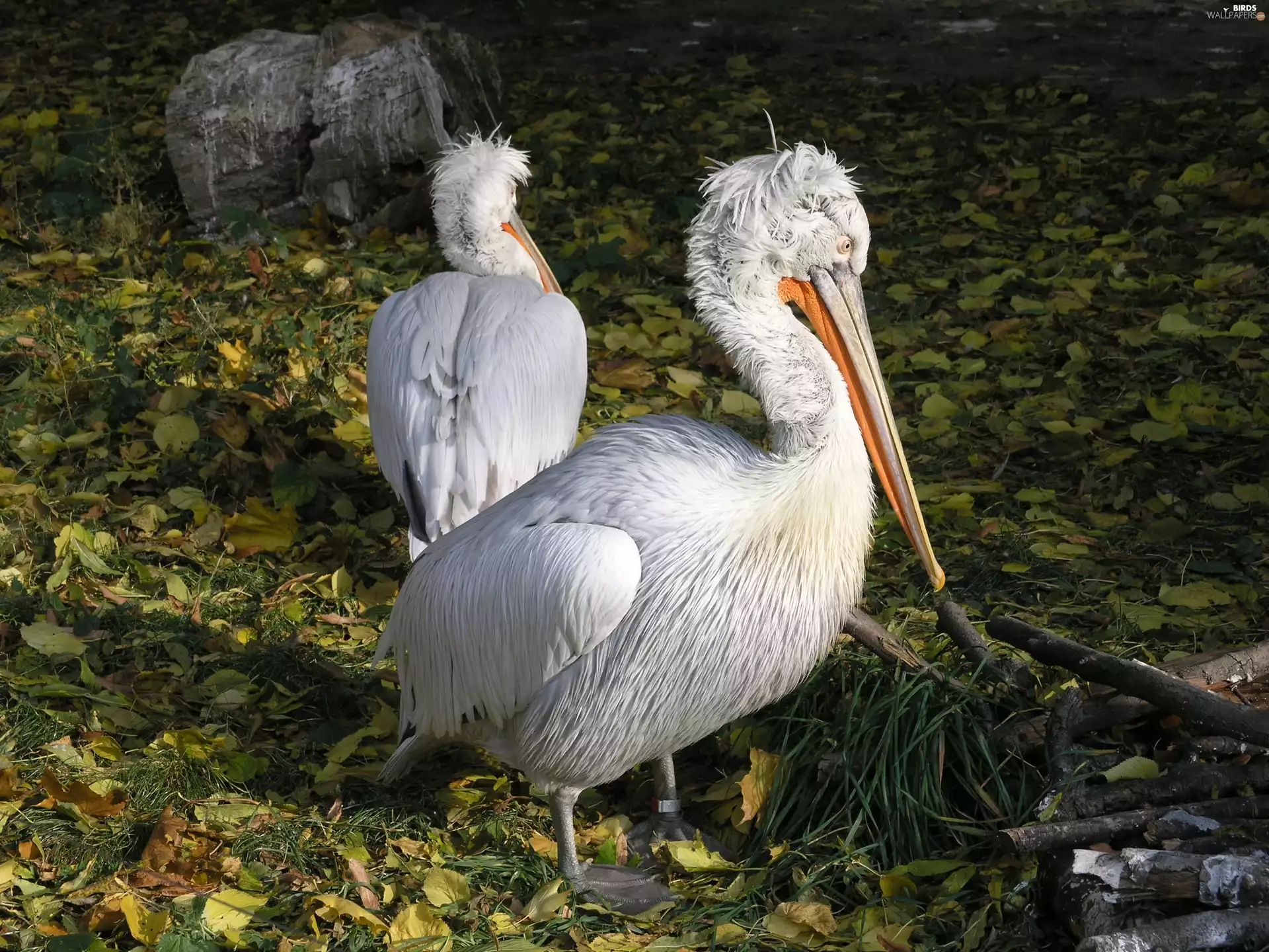 Leaf, pelicans, water