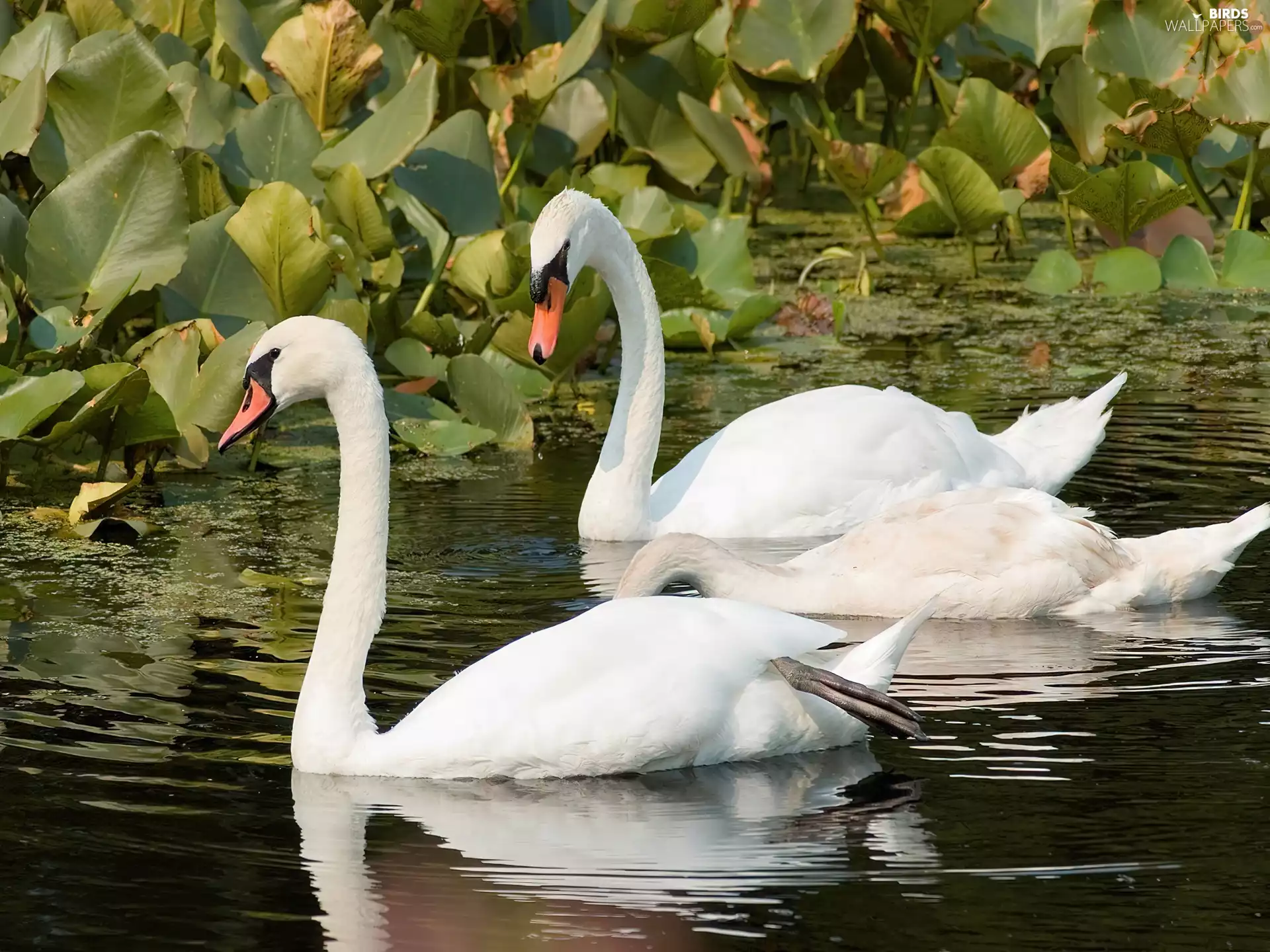 Leaf, Swan, water