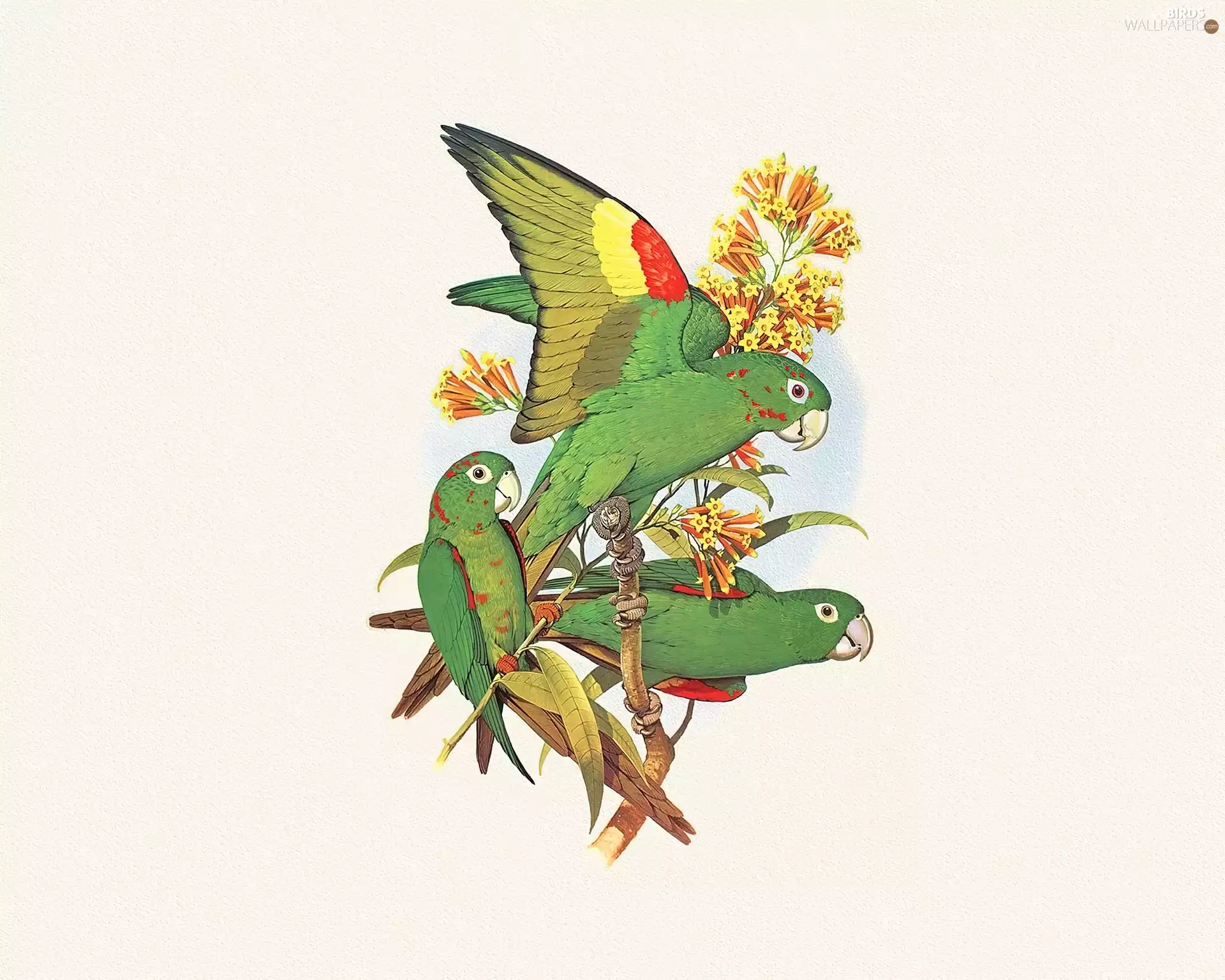 Edward Lear, green ones, Parrots