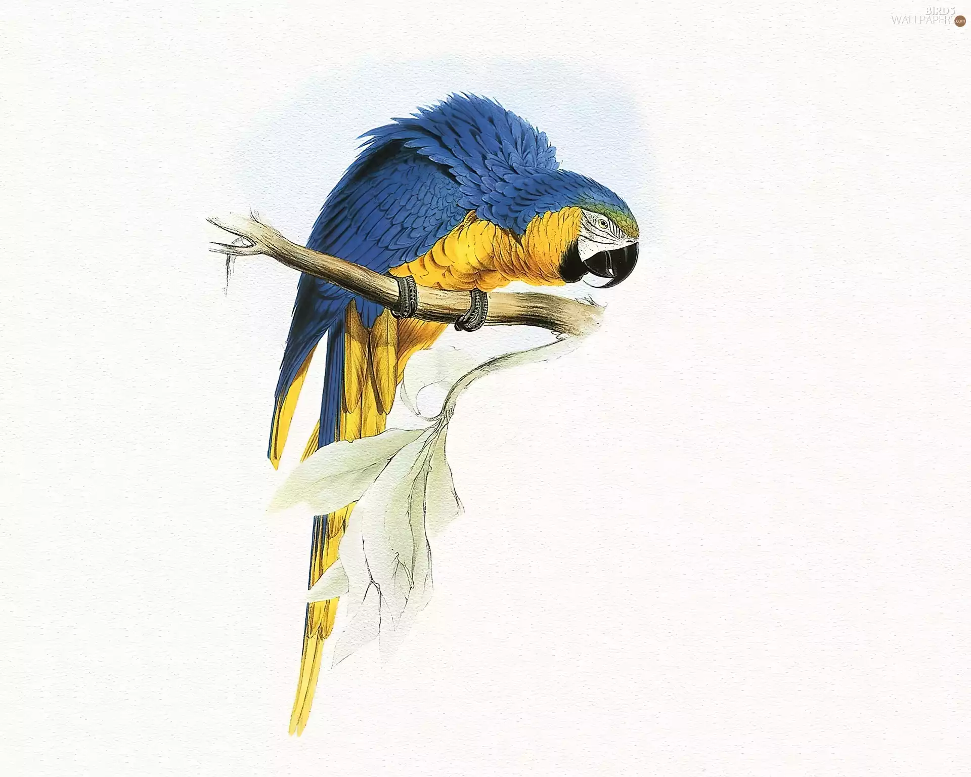 blue, parrot, Edward Lear, Yellow Honda
