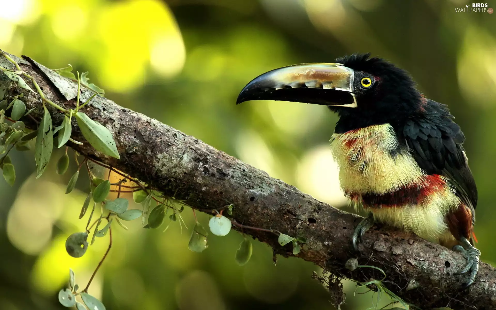 leaves, Toucan, branch