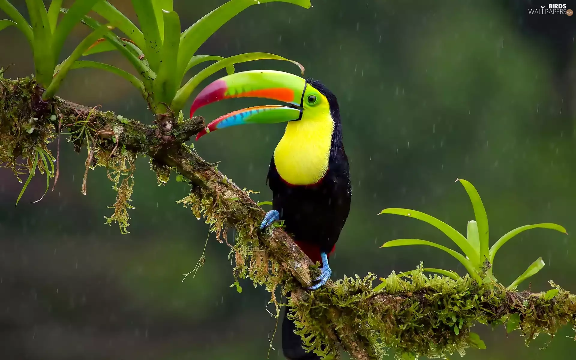 leaves, Toucan, branch