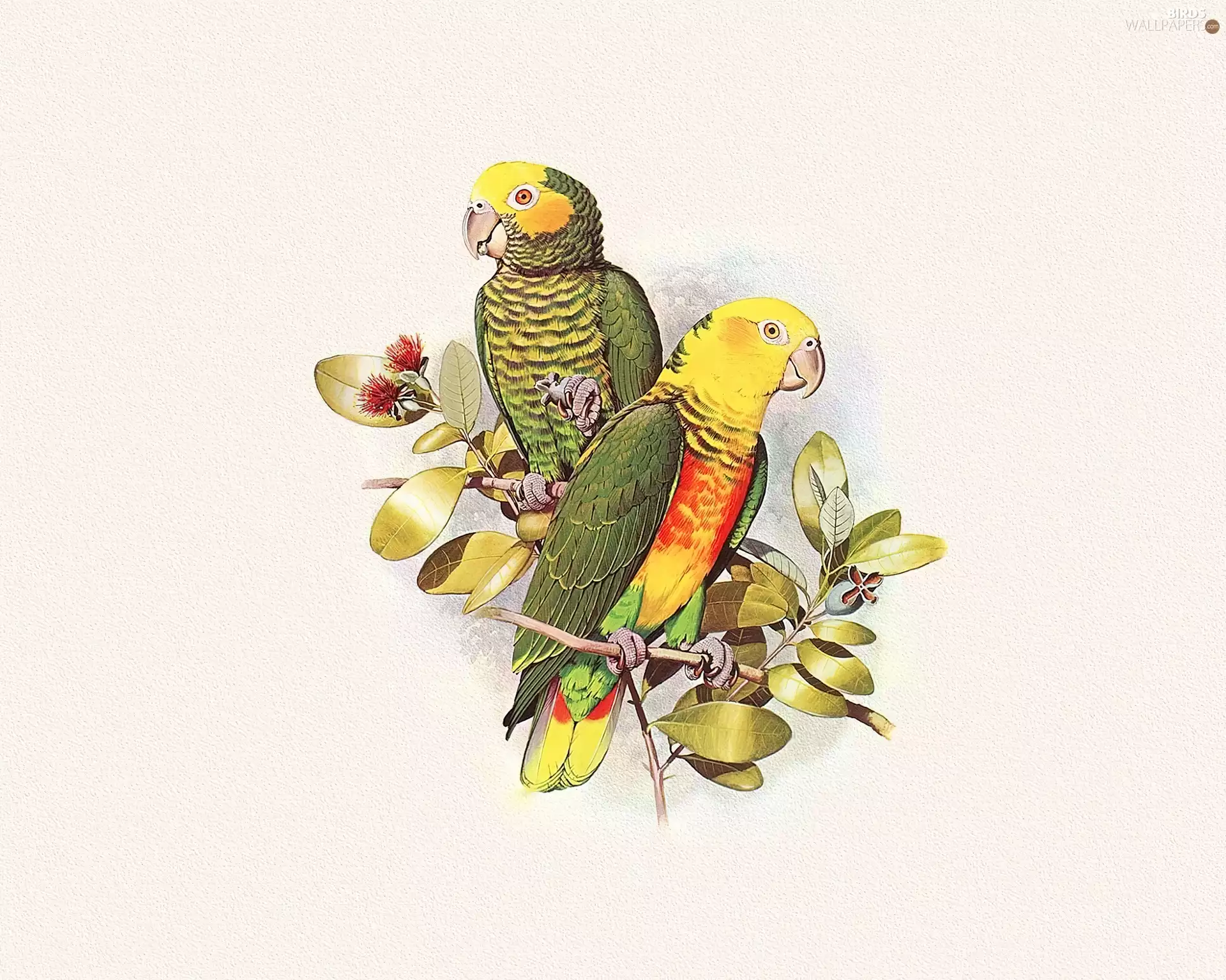 color, leaves, Edward Lear, Parrots