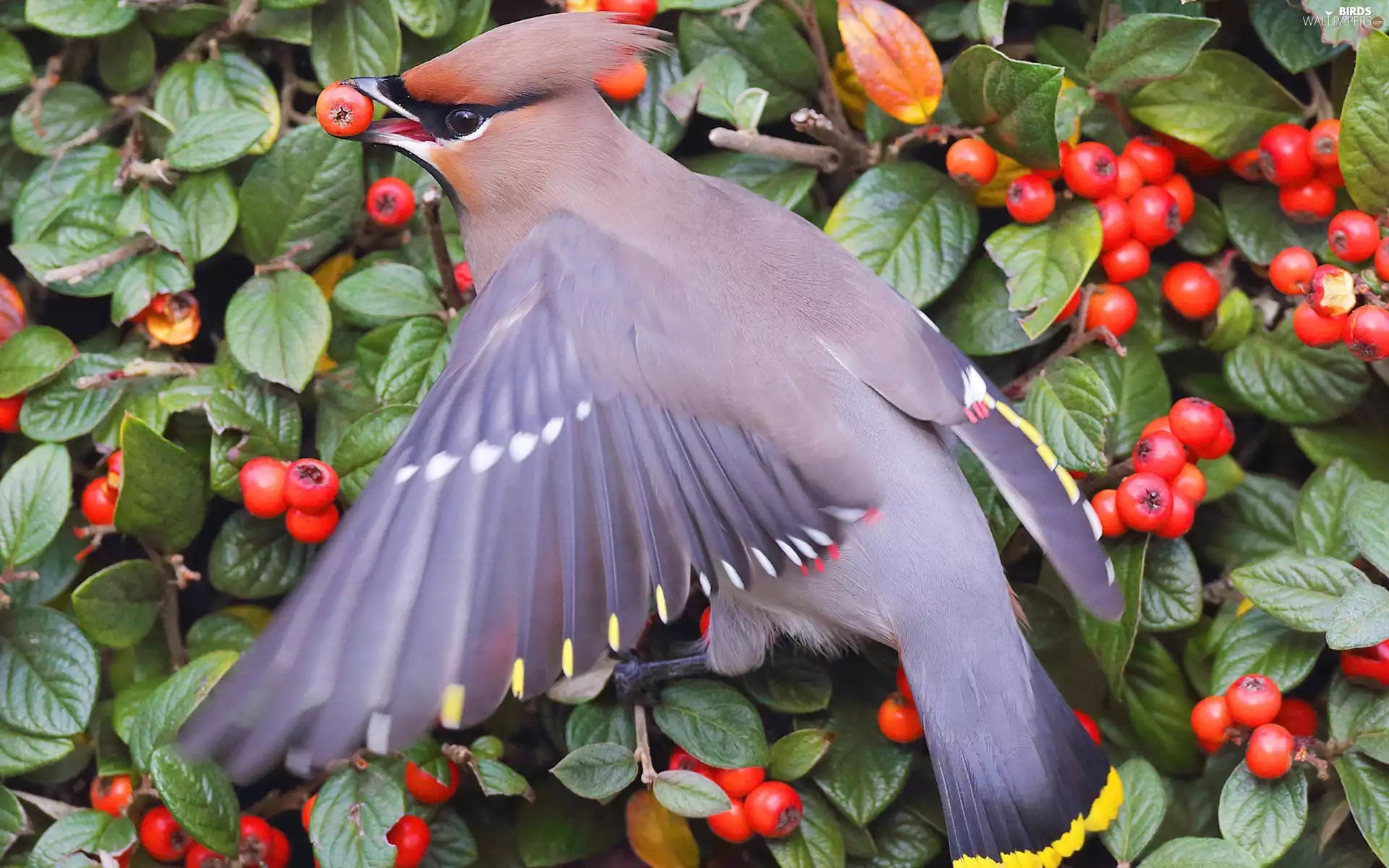 leaves, Waxwing, Fruits