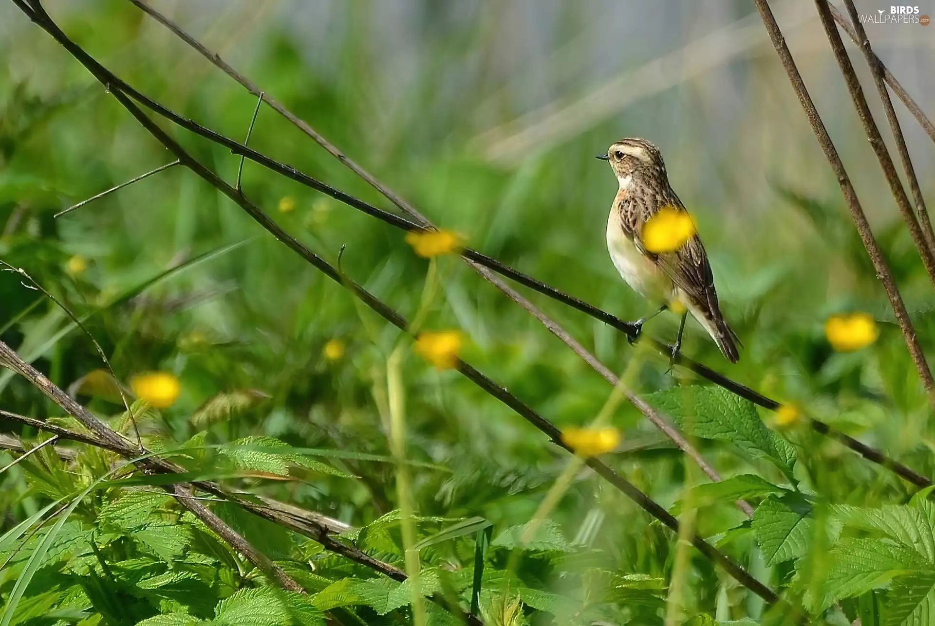 leaves, Whinchat, stick