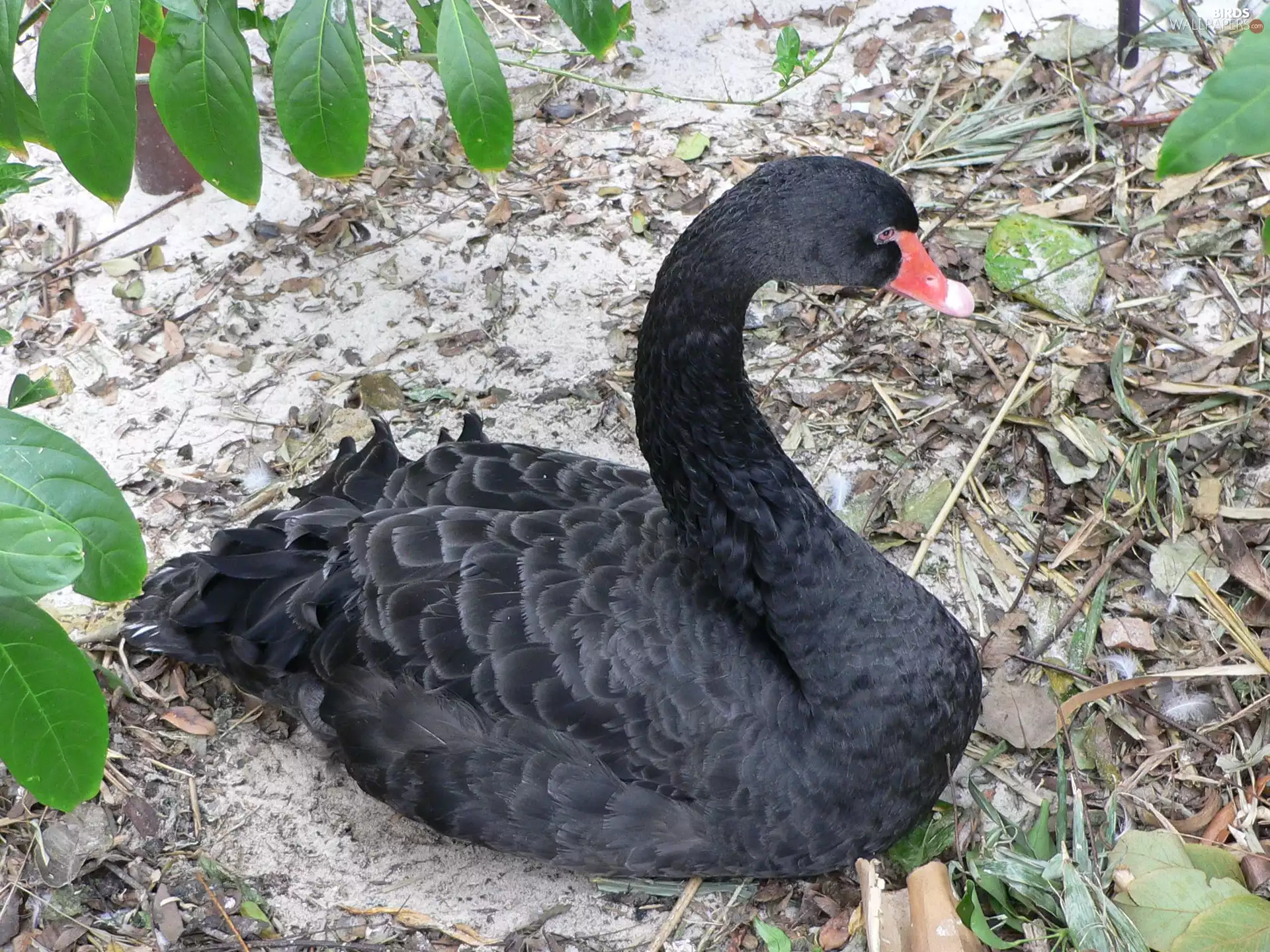 leaves, Black, swan