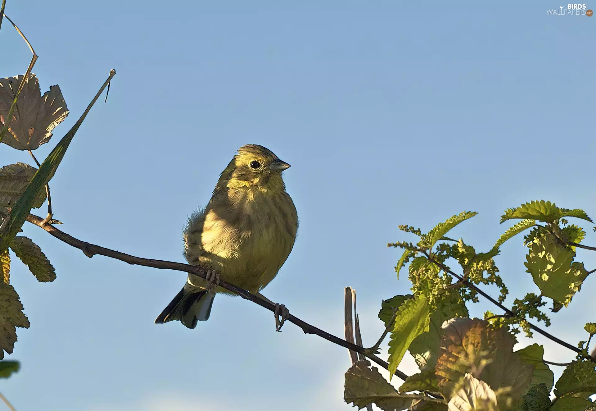 leaves, bunting, twig