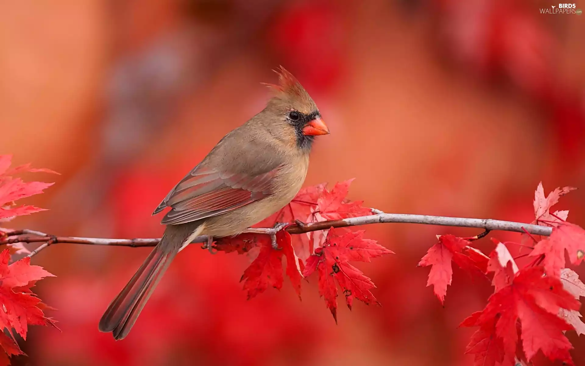 leaves, cardinal, twig