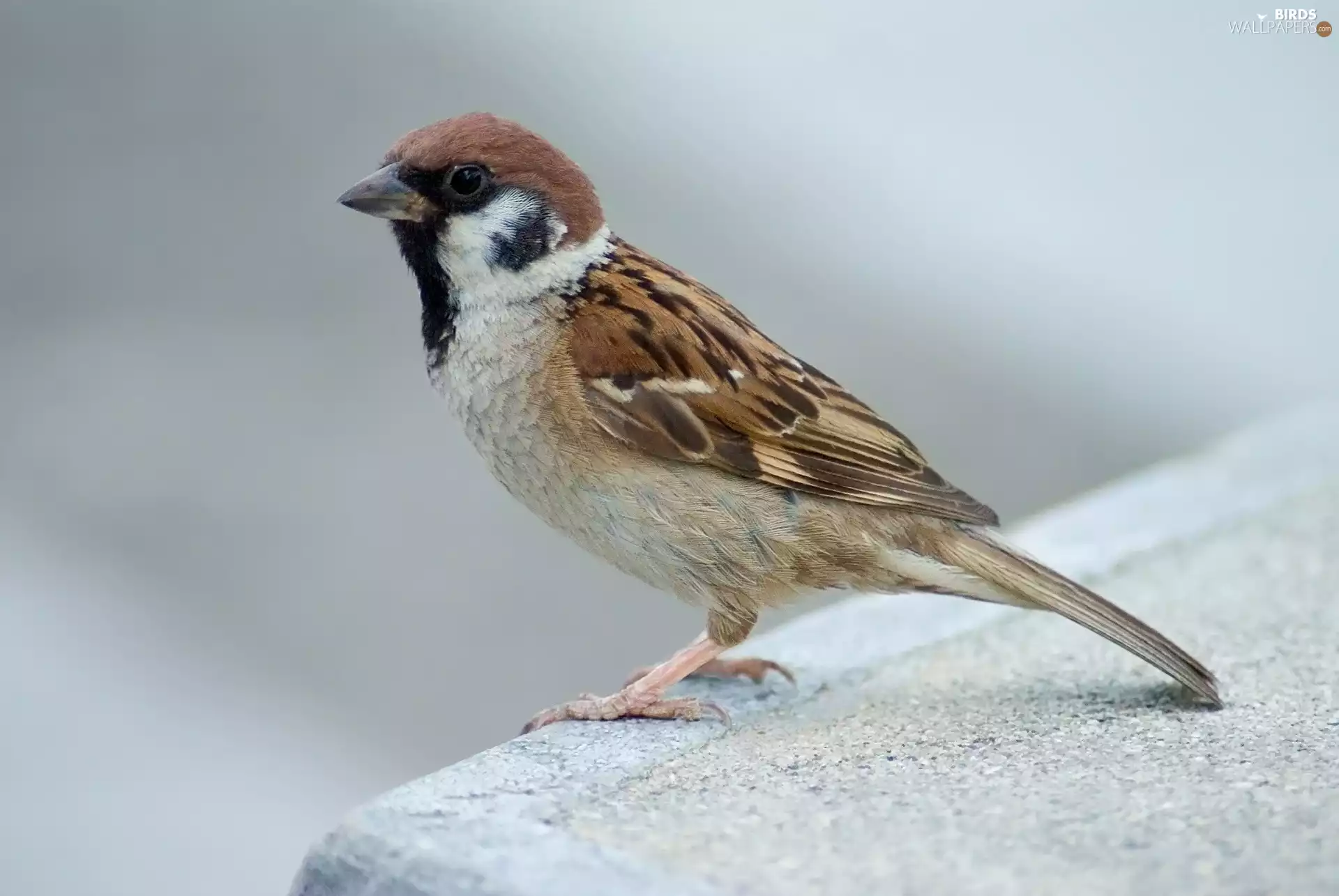 Bird, tree sparrow, ledge