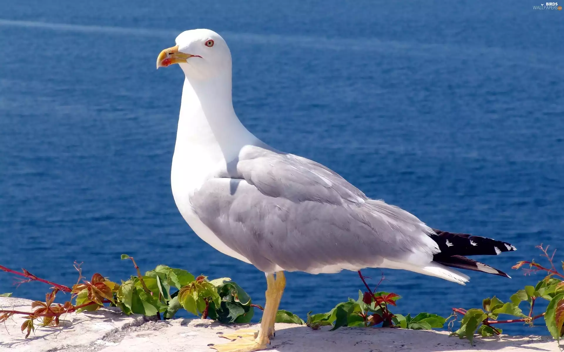 ledge, seagull, Ocean