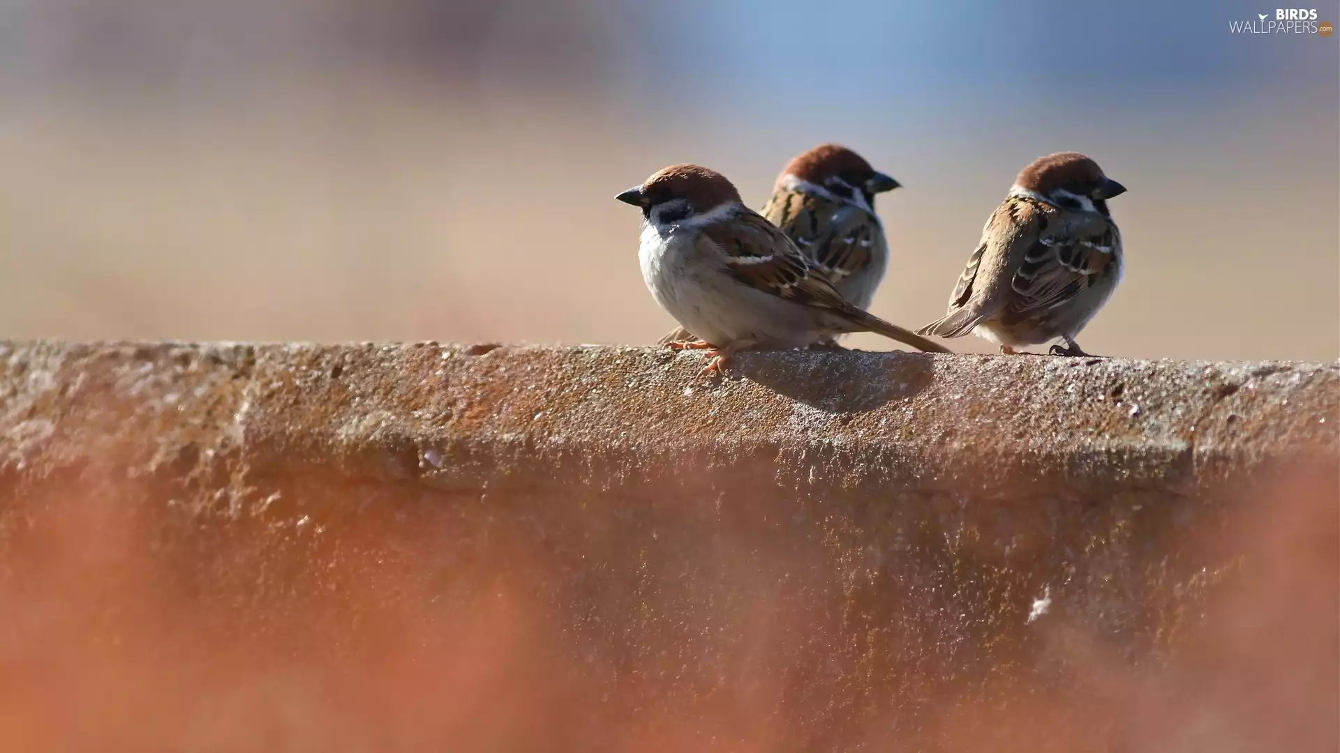 ledge, Three, sparrows