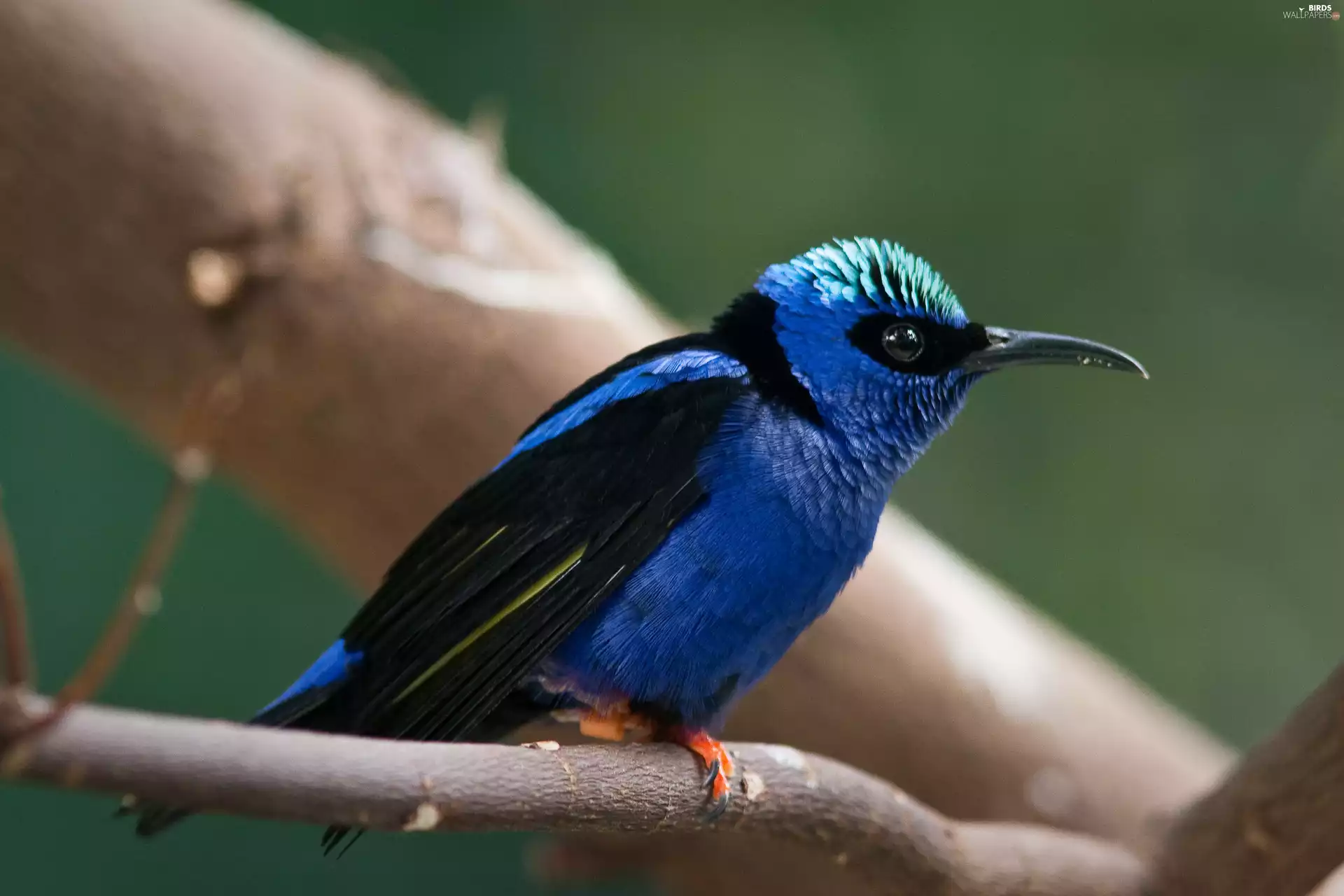 twig, Bird, Błękitniczek legged
