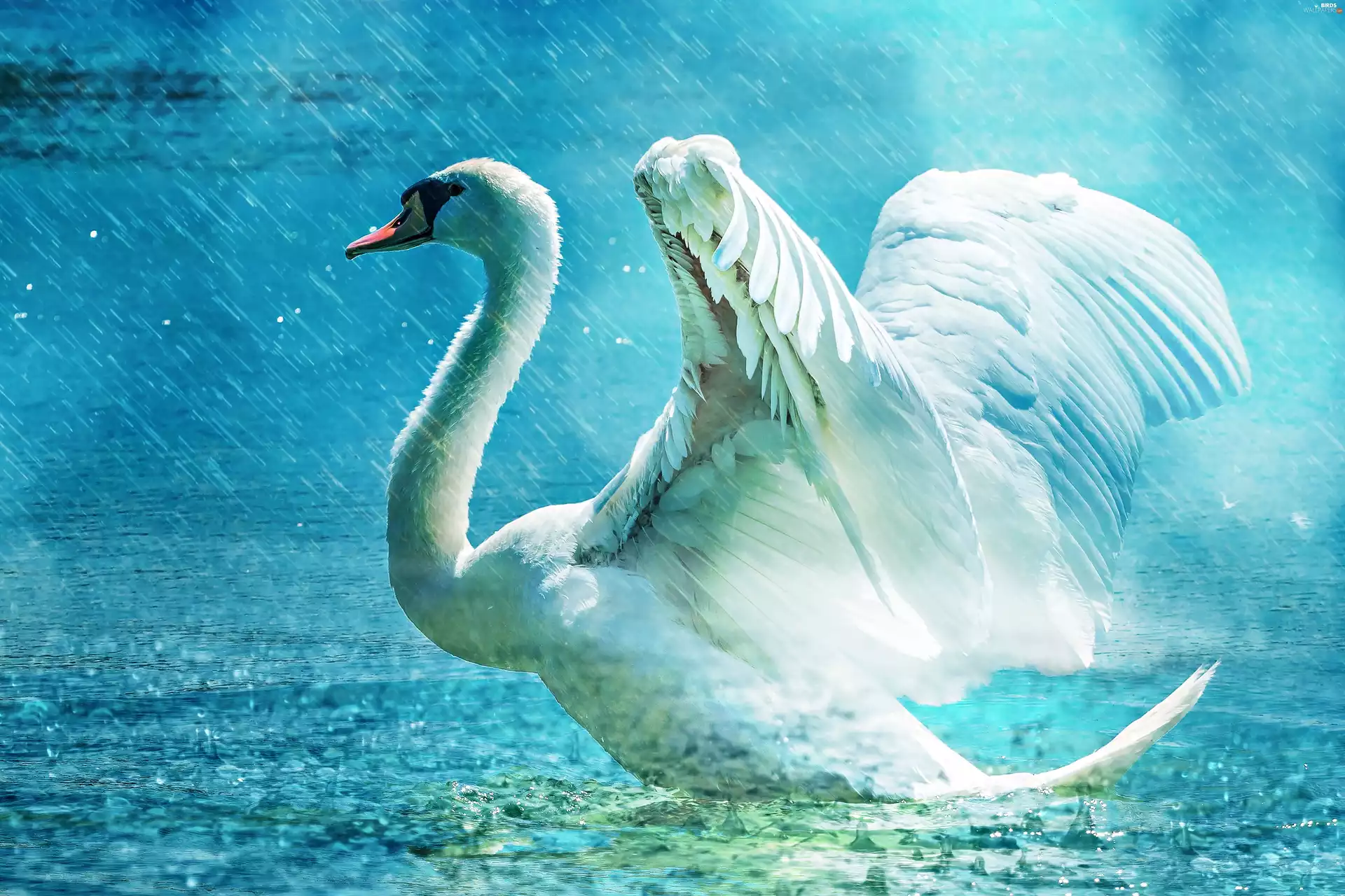 sun, water, luminosity, ligh, Swans, flash, Rain