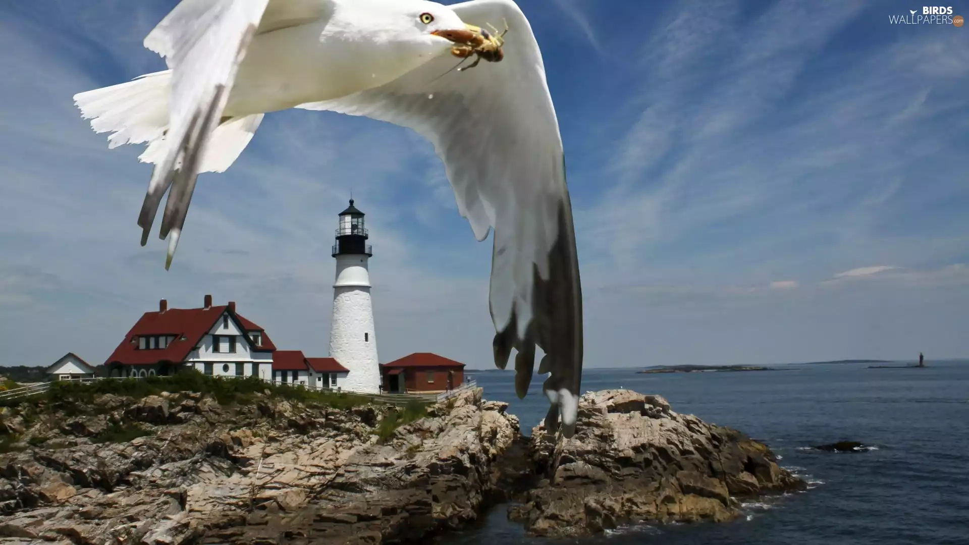 Lighthouses, seagull