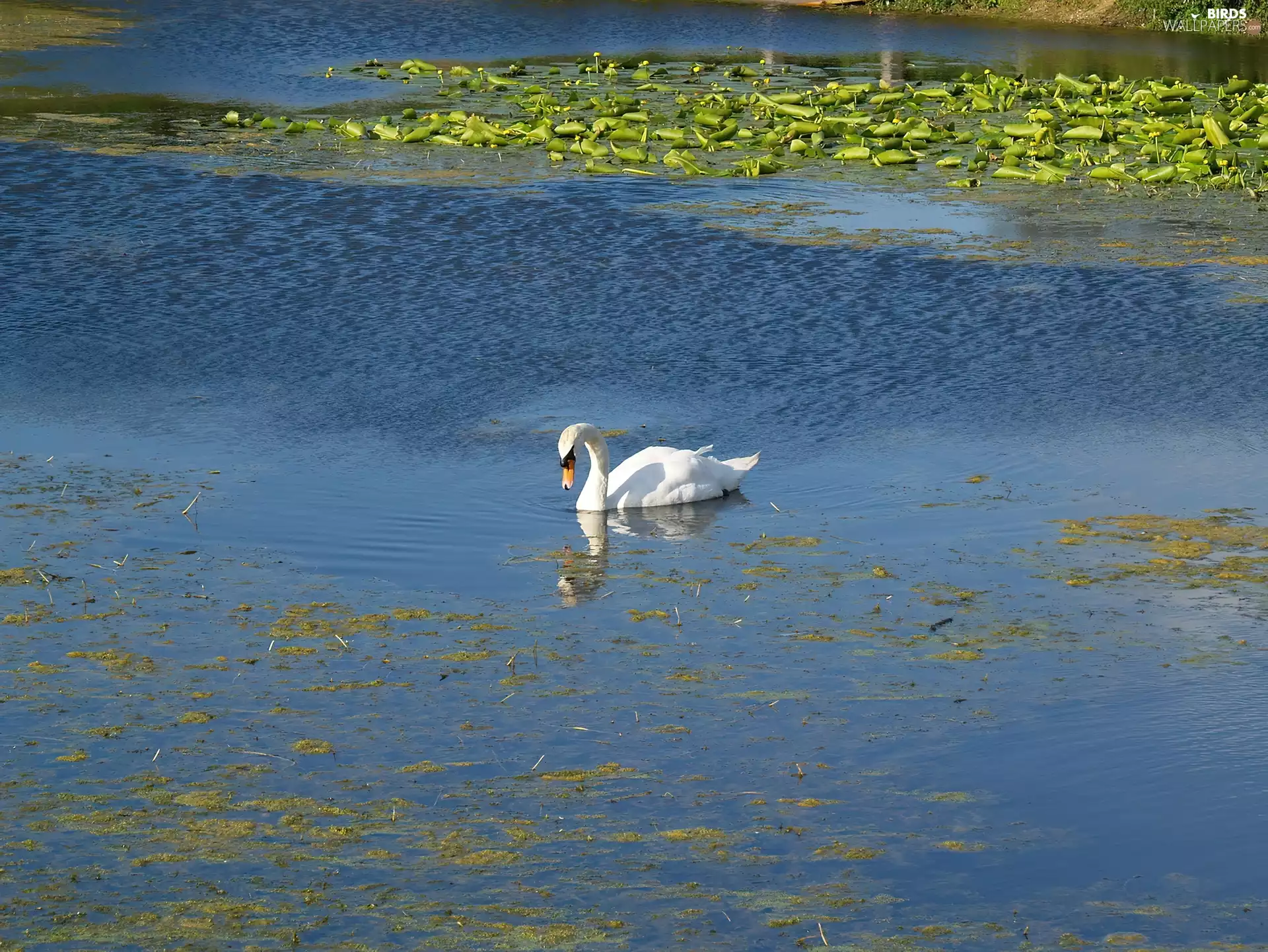 lilies, Swans, water