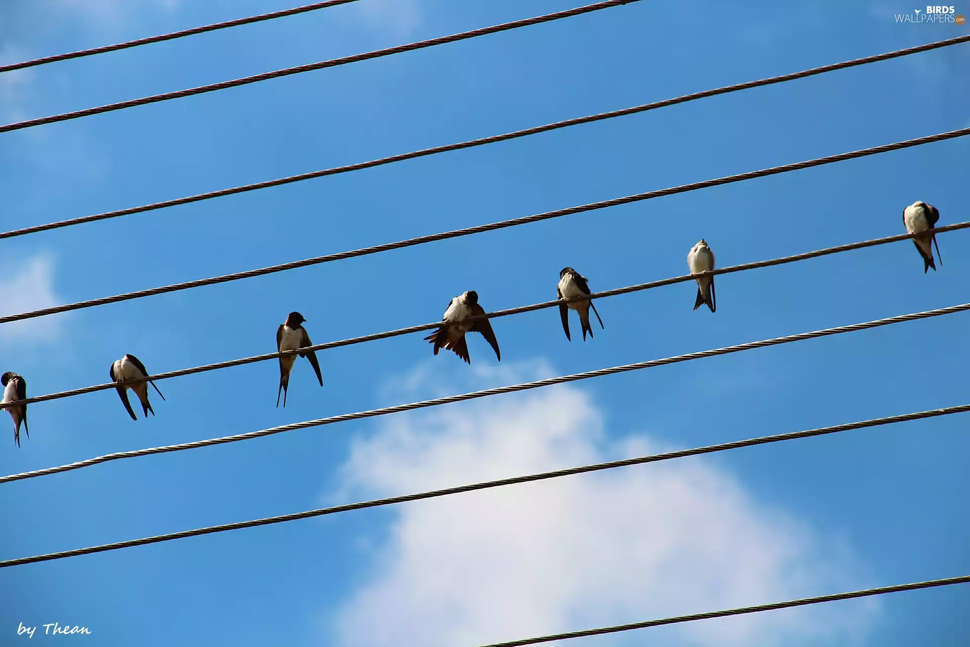 swallow, high, tensions, lines