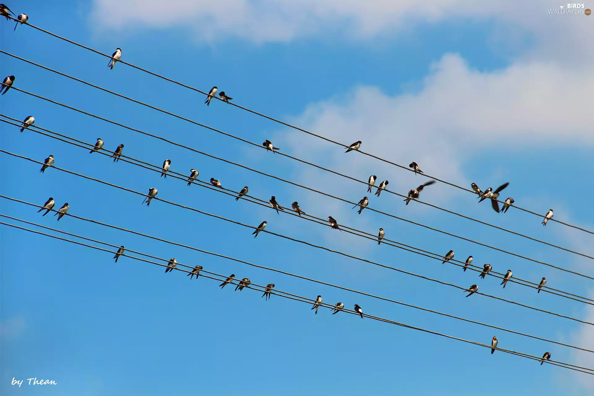 swallow, high, tensions, lines