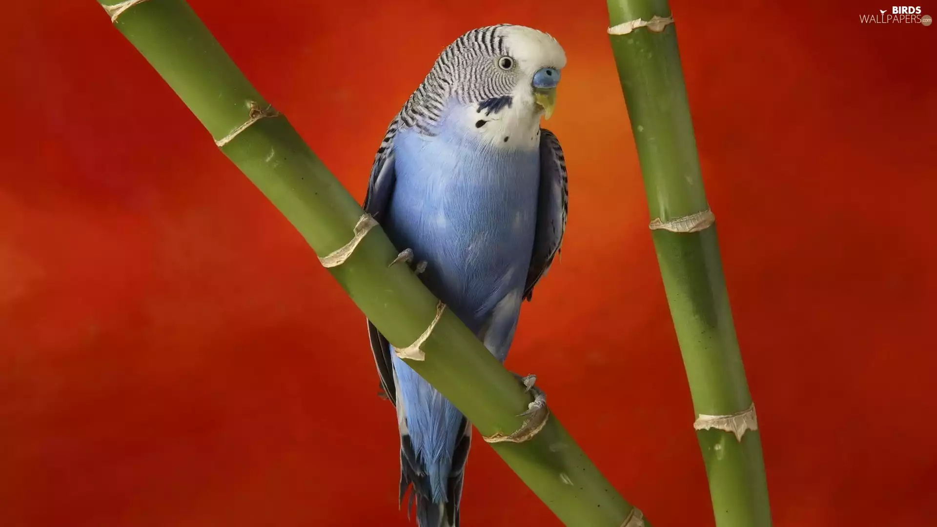 little parrot, bamboo