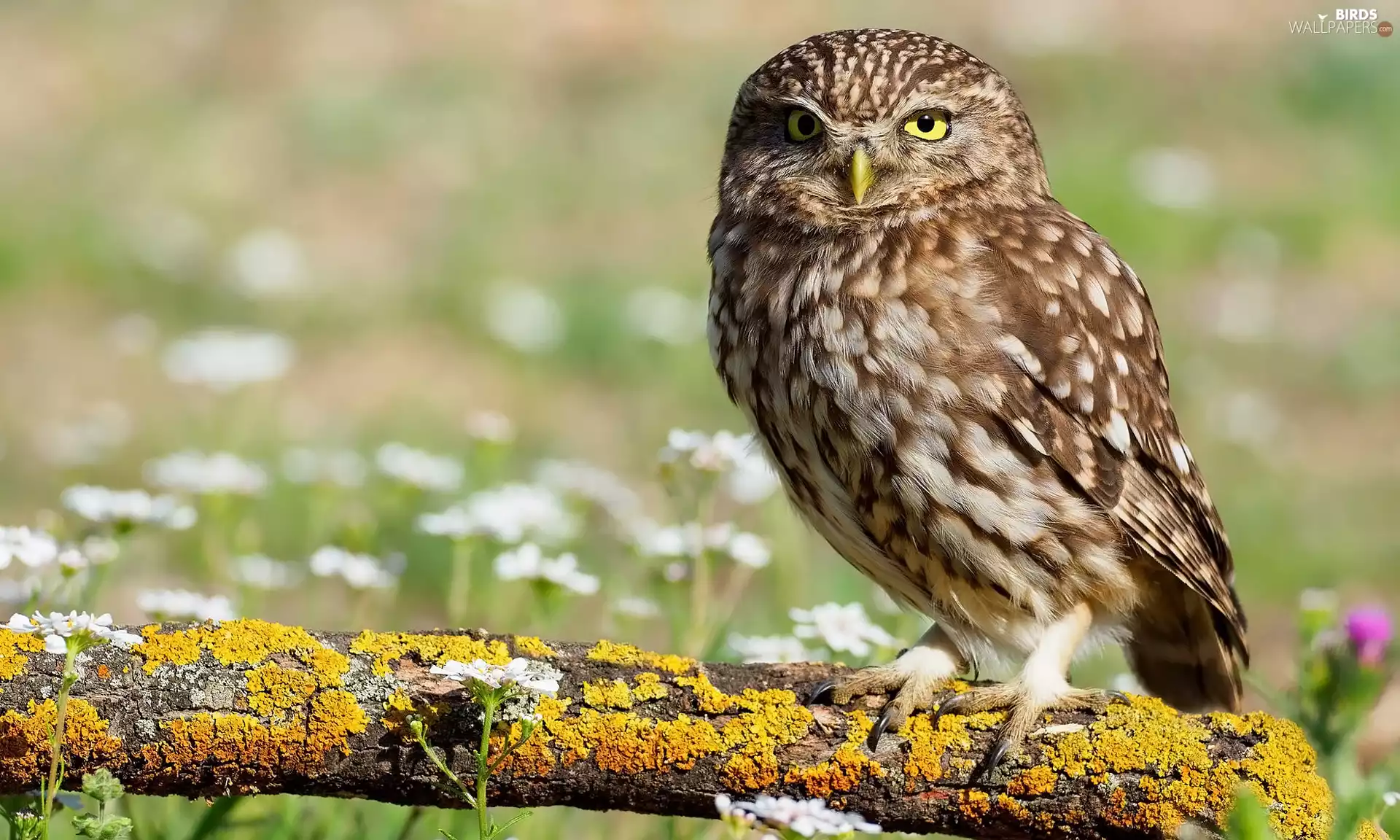 branch, Plants, owl, Little Owl, Bird