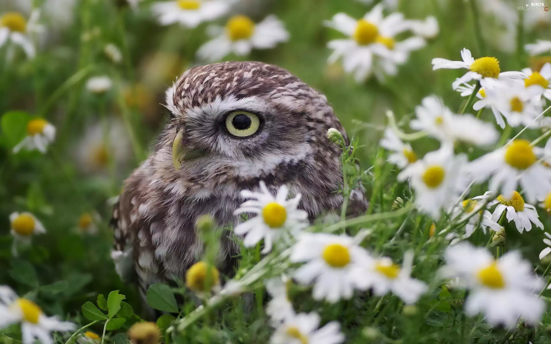 Flowers, chamomile, owl, Little Owl, Bird