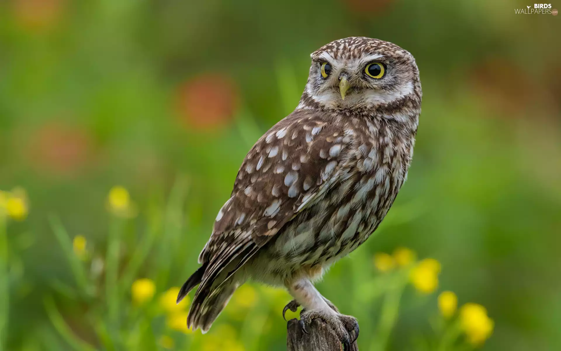 Flowers, trunk, owl, Little Owl, Bird