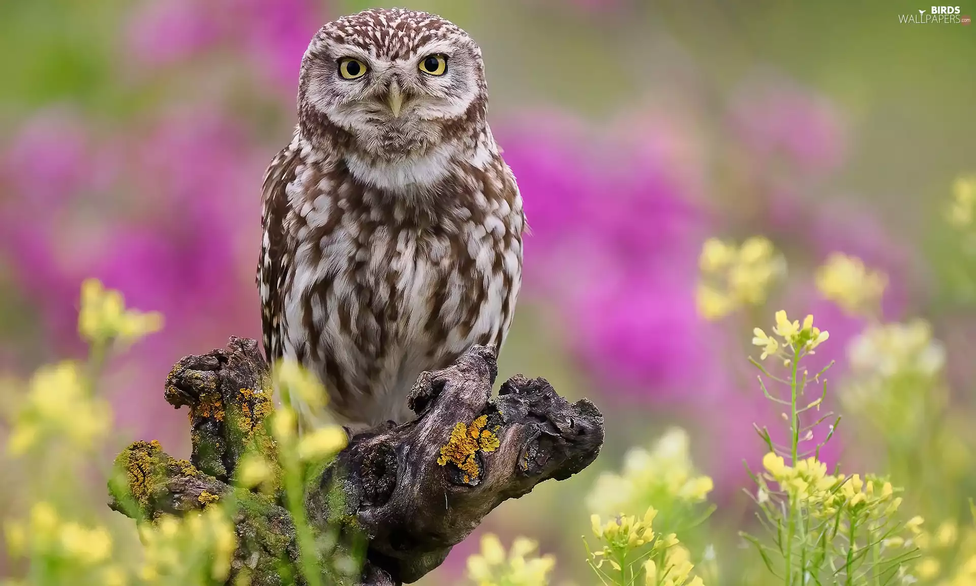 trunk, Flowers, owl, Little Owl, Bird