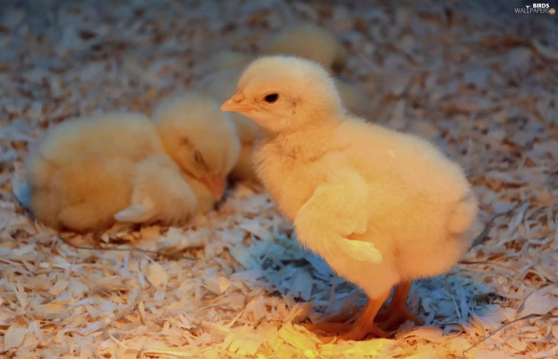 little doggies, chickens