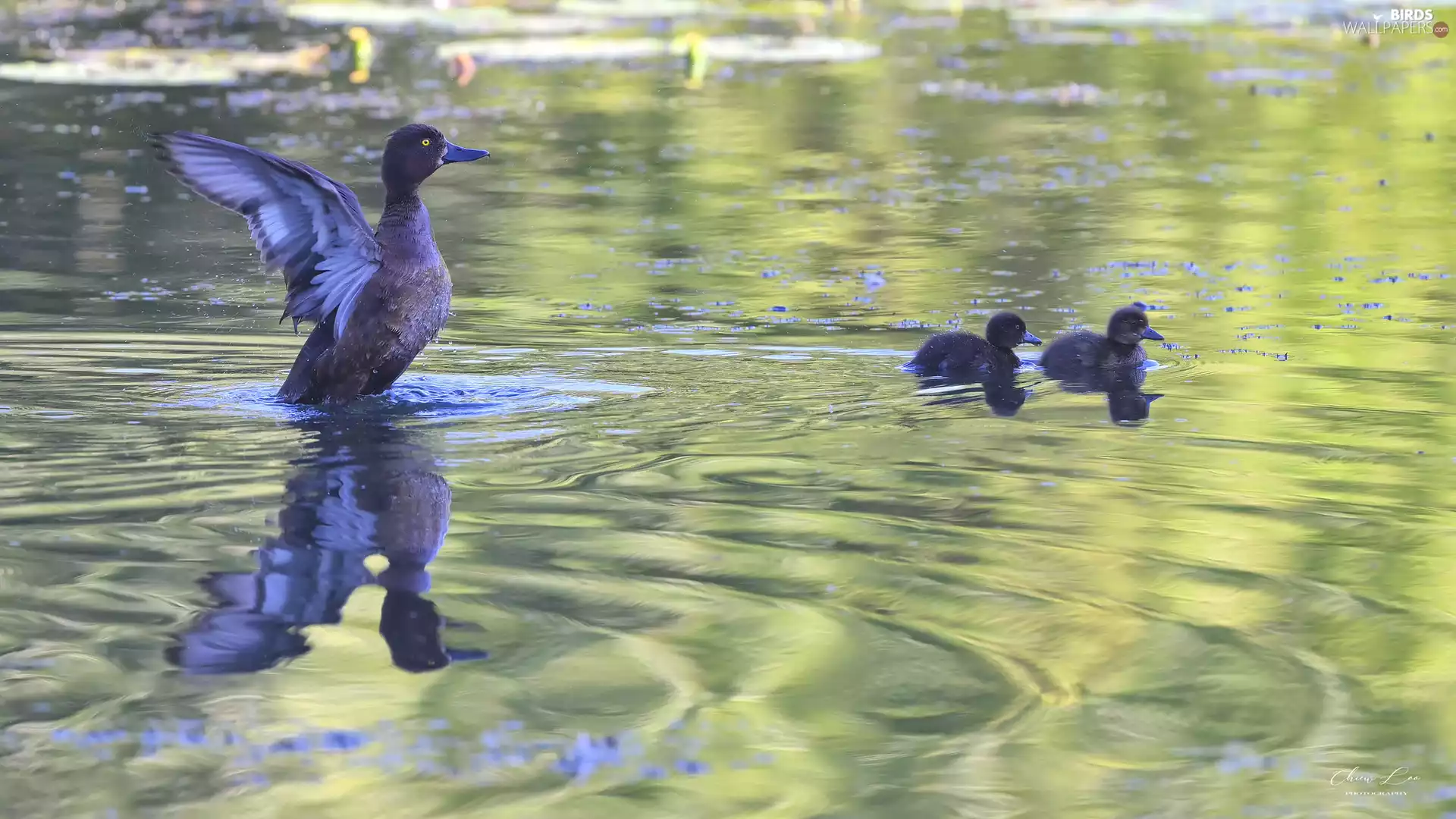 ducks, little doggies, ducks, Two