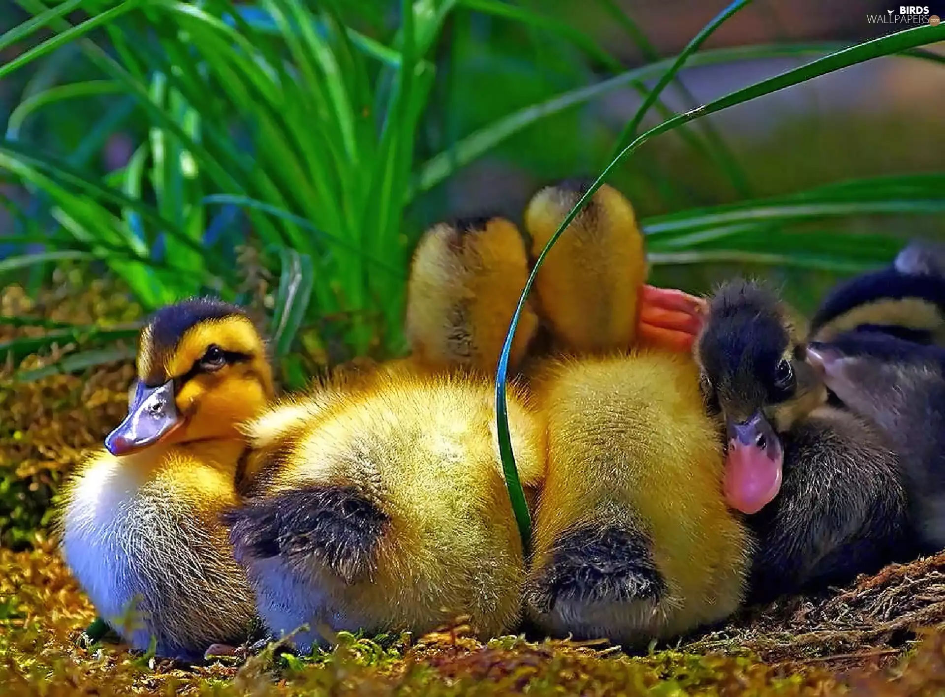 little doggies, ducks