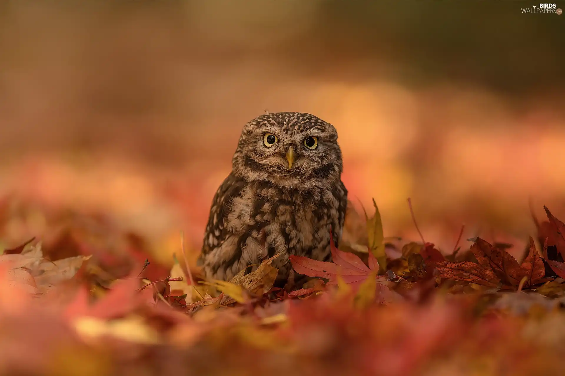 Bird, Little Owl, Leaf, owl