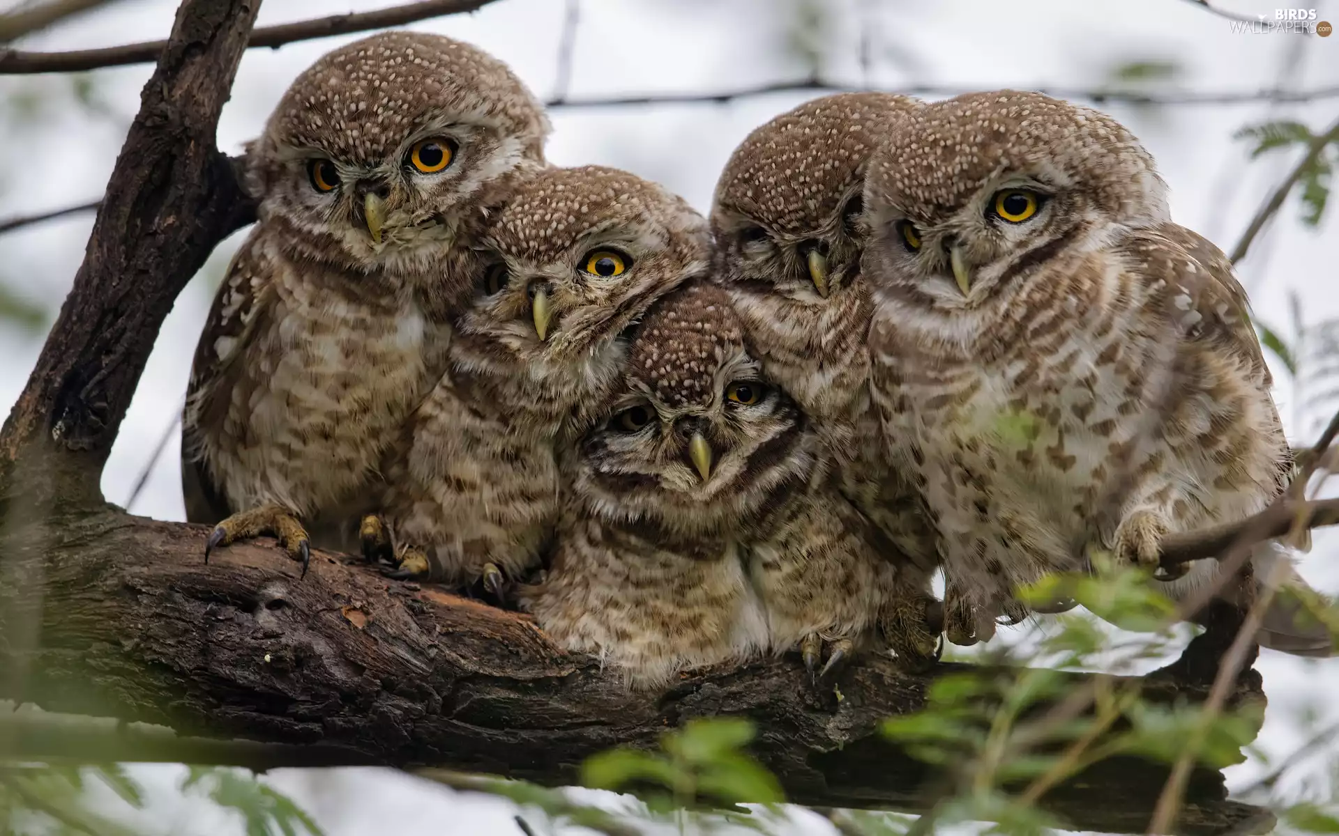 birds, Little Owl, branch, Owls