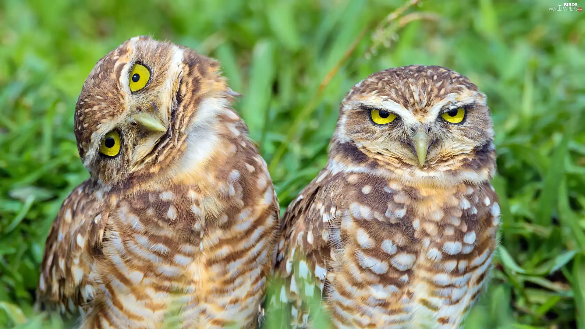 Two, Little Owl, grass, Owls