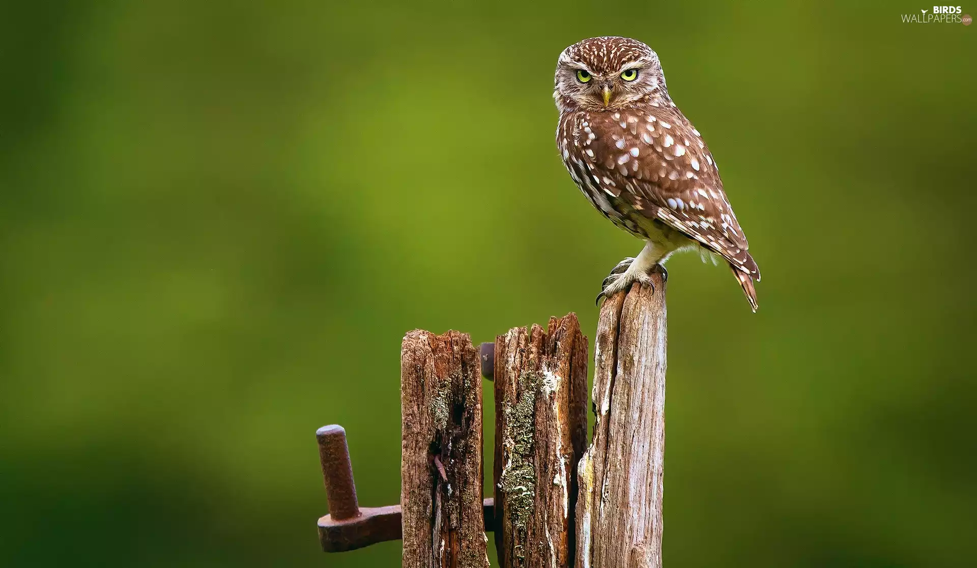 owl, Little Owl, Hurdle, Spadefoot