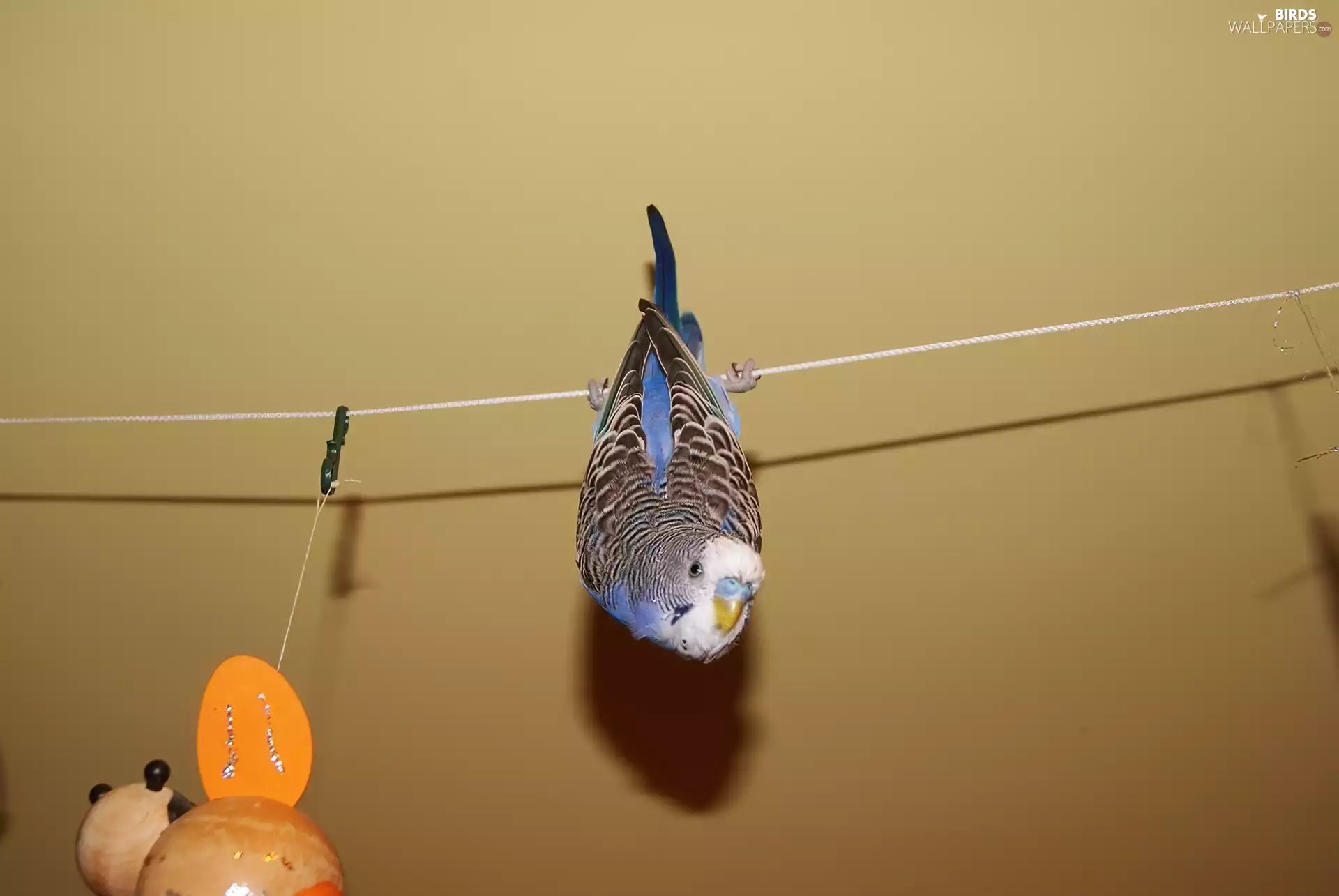 blue, little parrot, Wavy, Gray