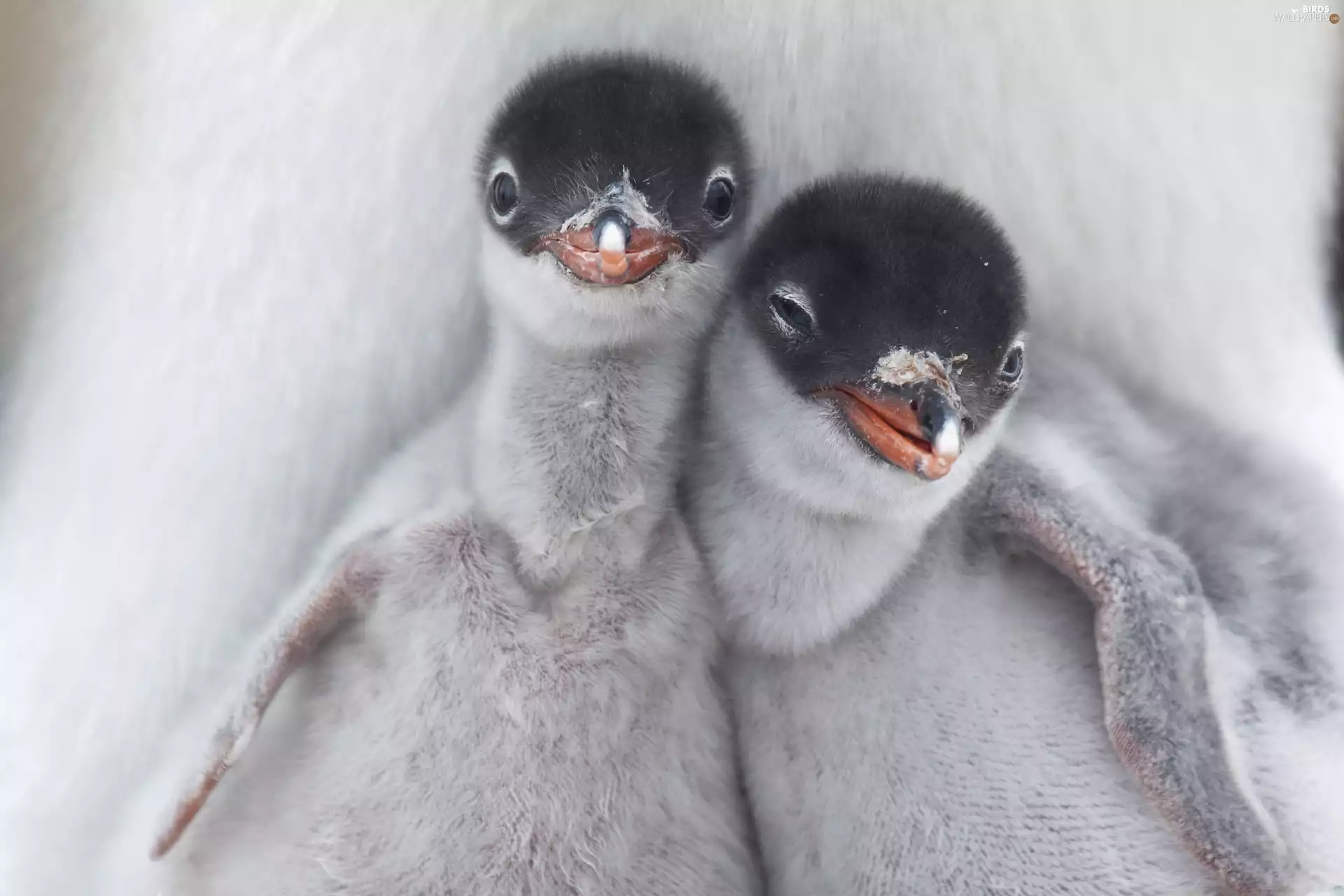 little doggies, penguin