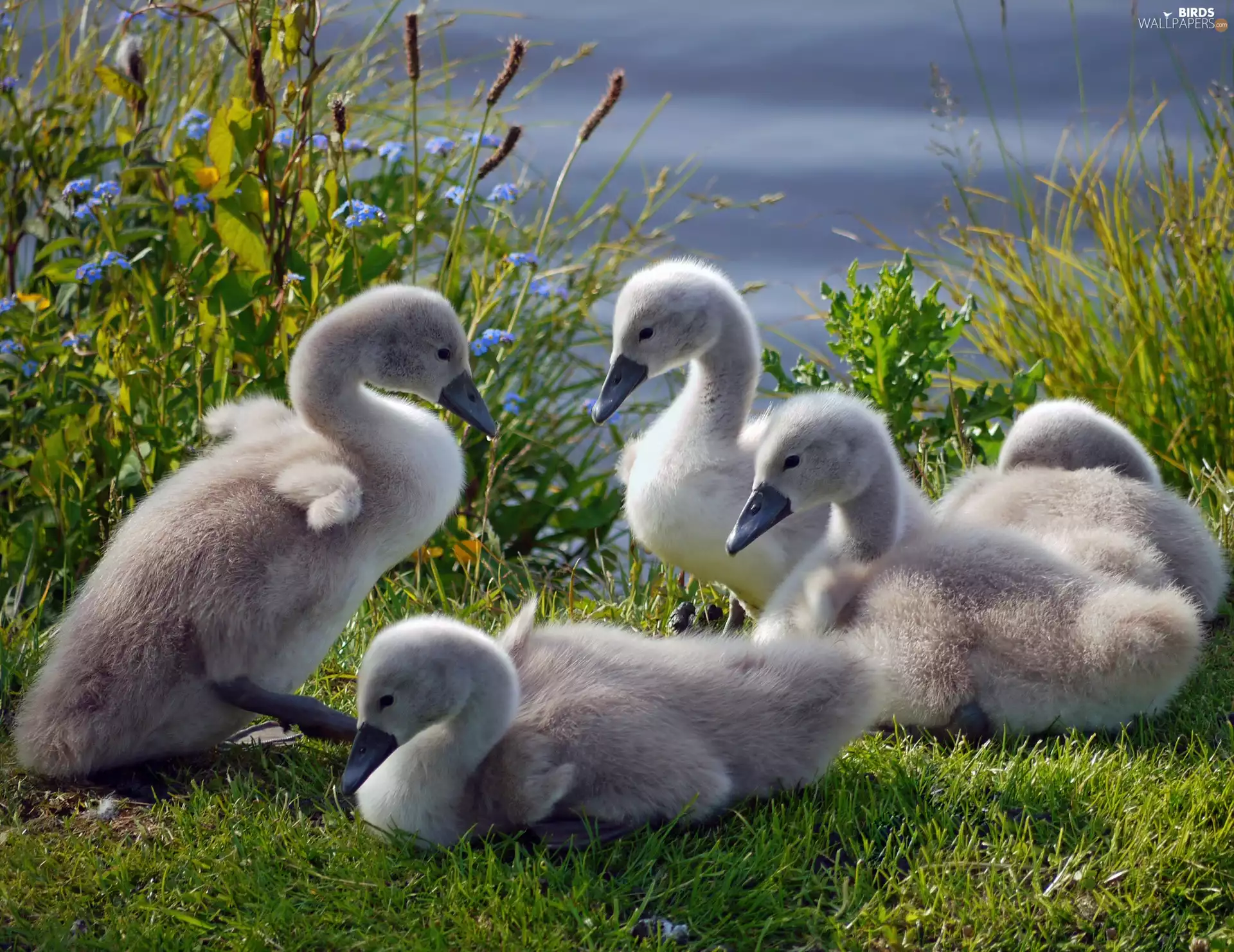 little doggies, Swan