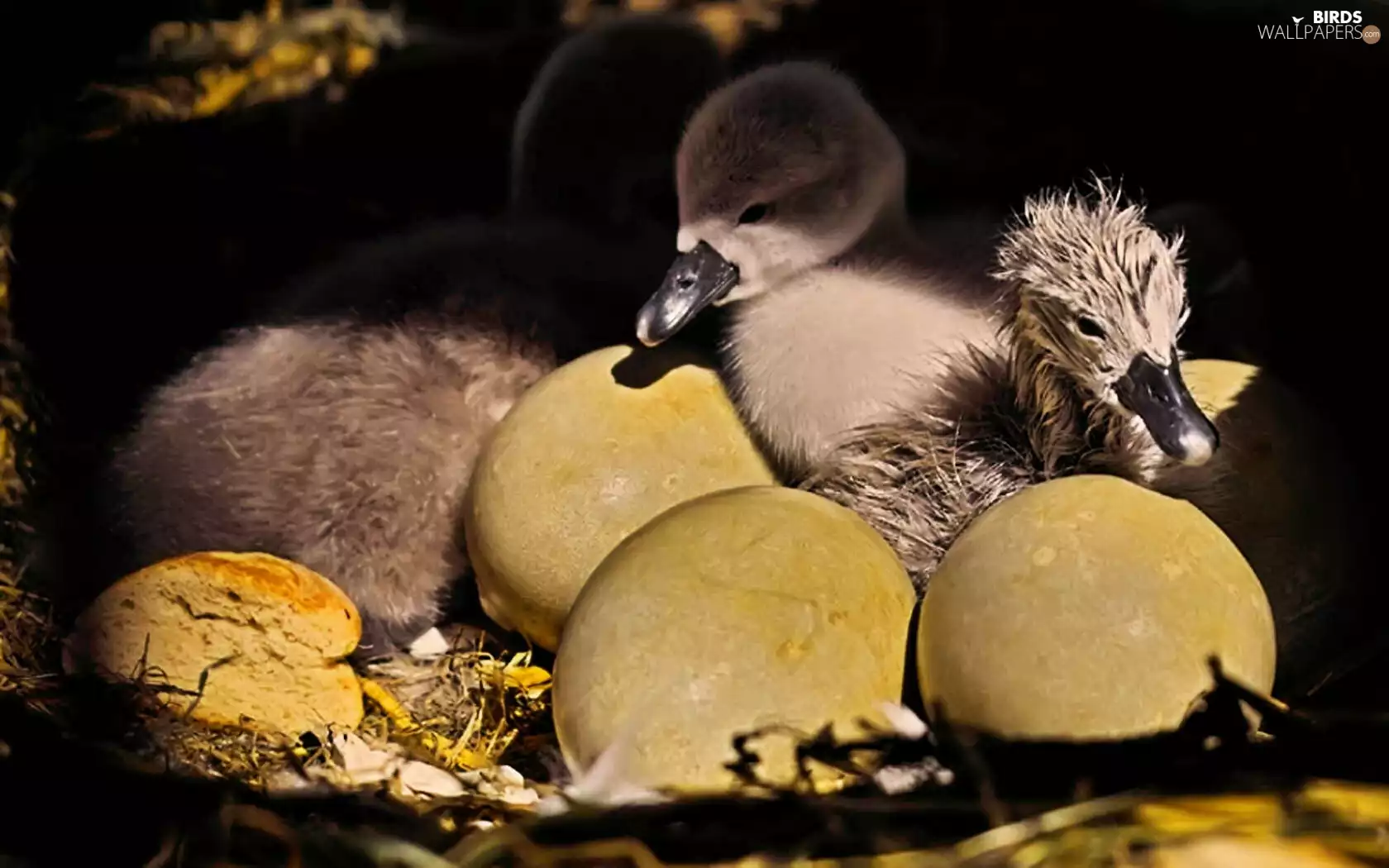 little doggies, Swans