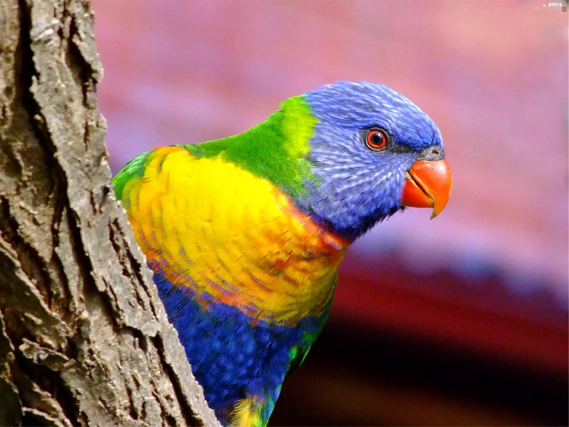 little parrot, trees