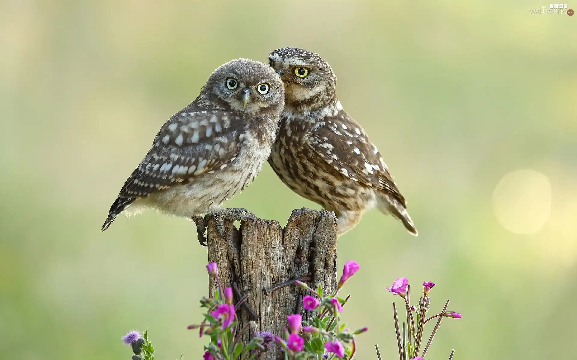 trunk, Flowers, Owls, Little Owl, Two