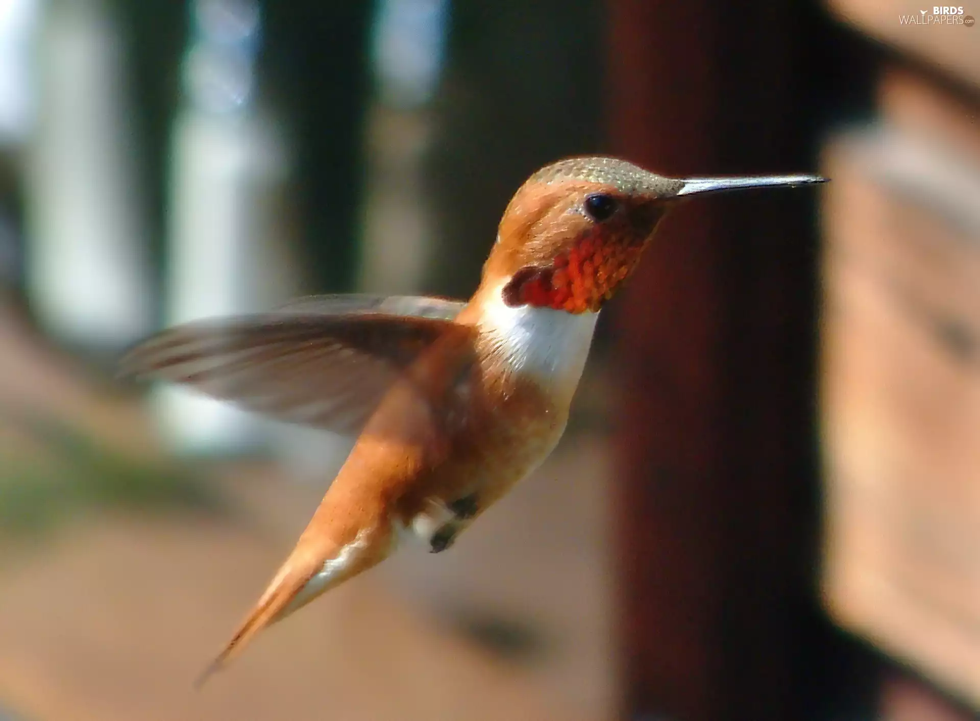 Locie, Hummingbird, ##