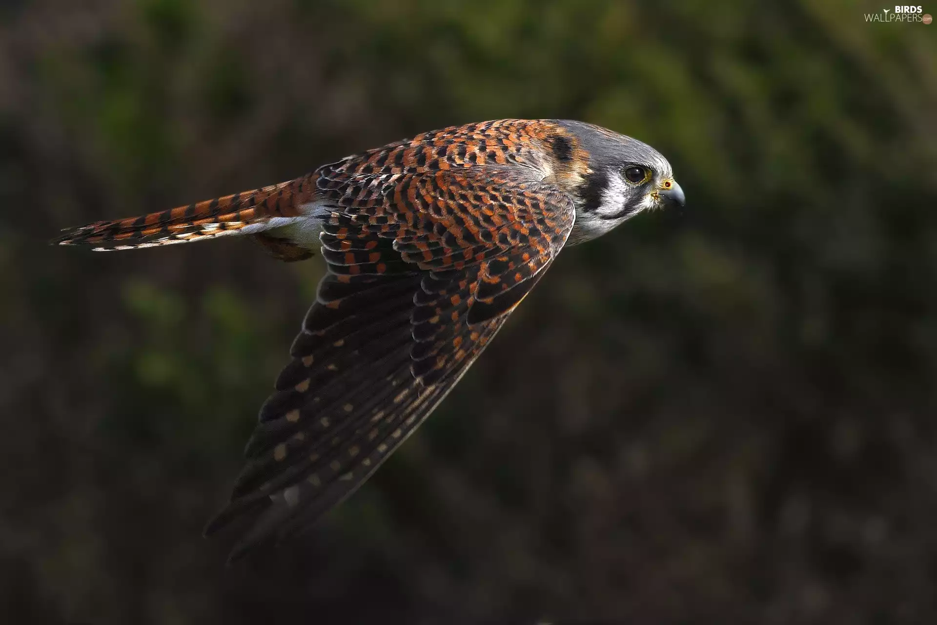 Locie, kestrel, ##