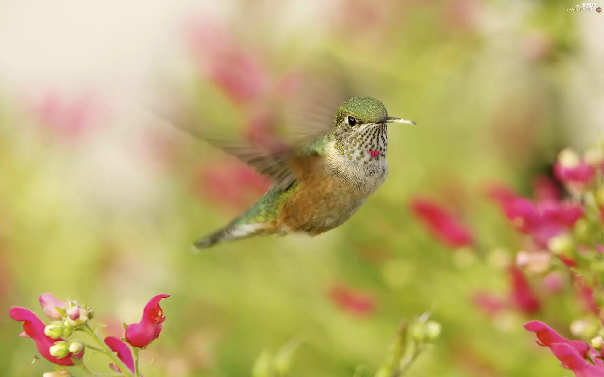 Locie, humming-bird, ##